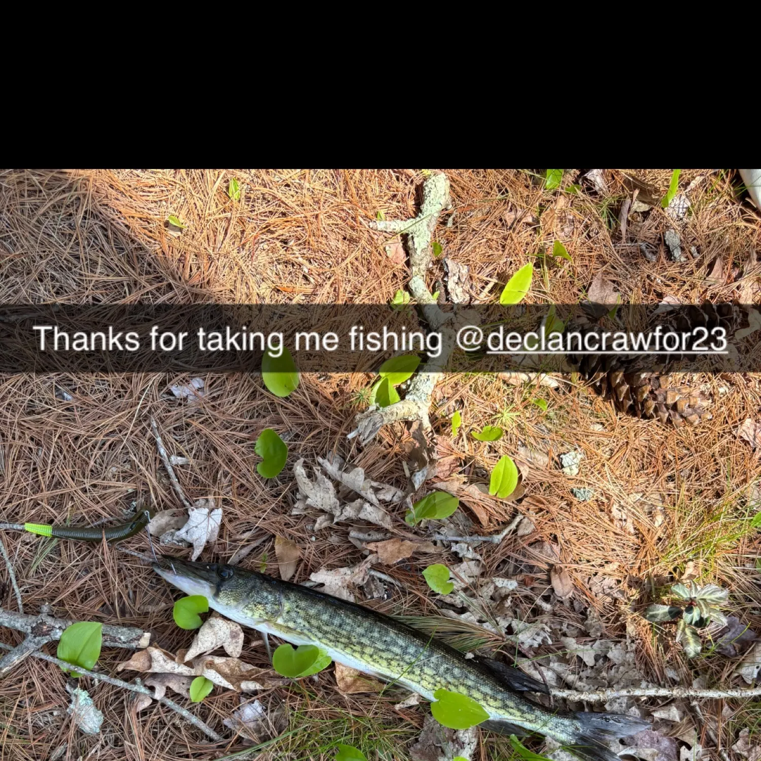 recently logged catches