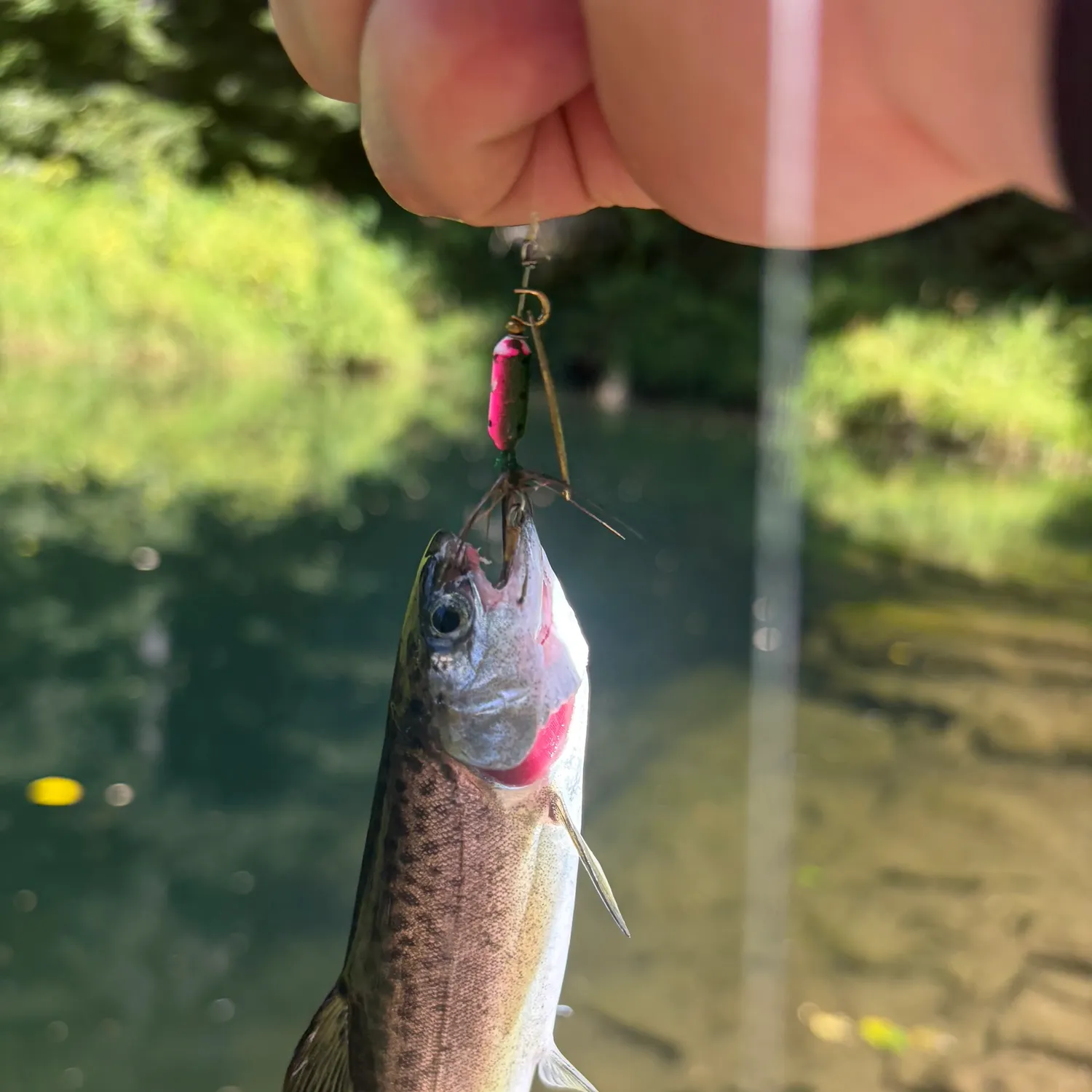 Rainbow trout caught on Fishbrain
