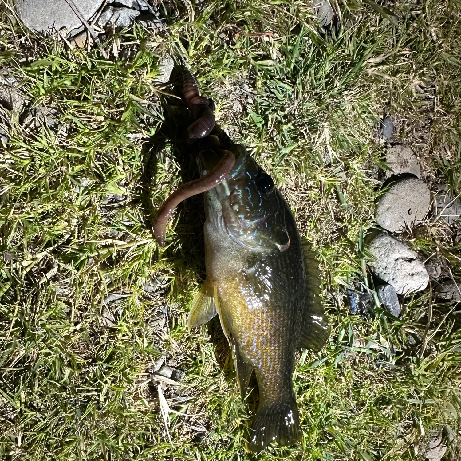 Green sunfish caught on Fishbrain