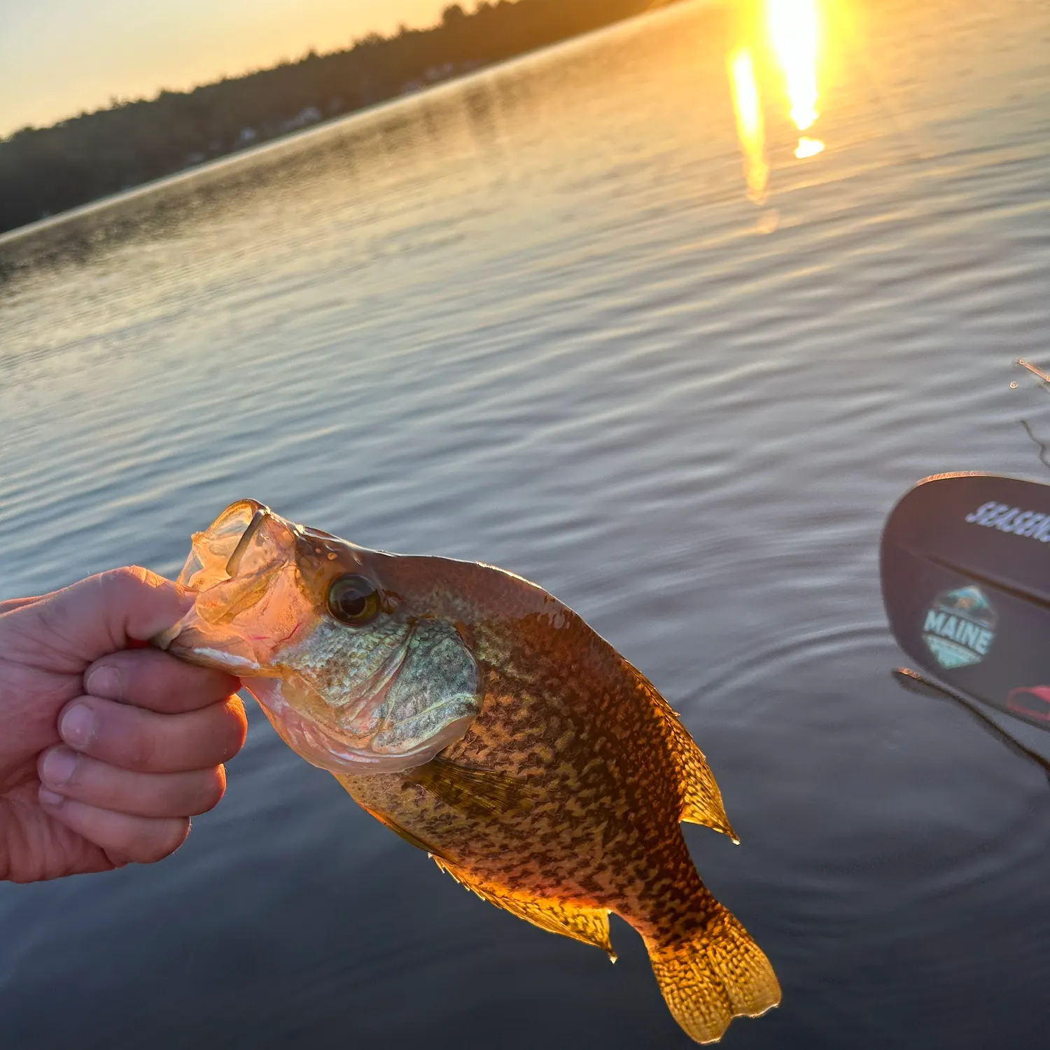 angler catch