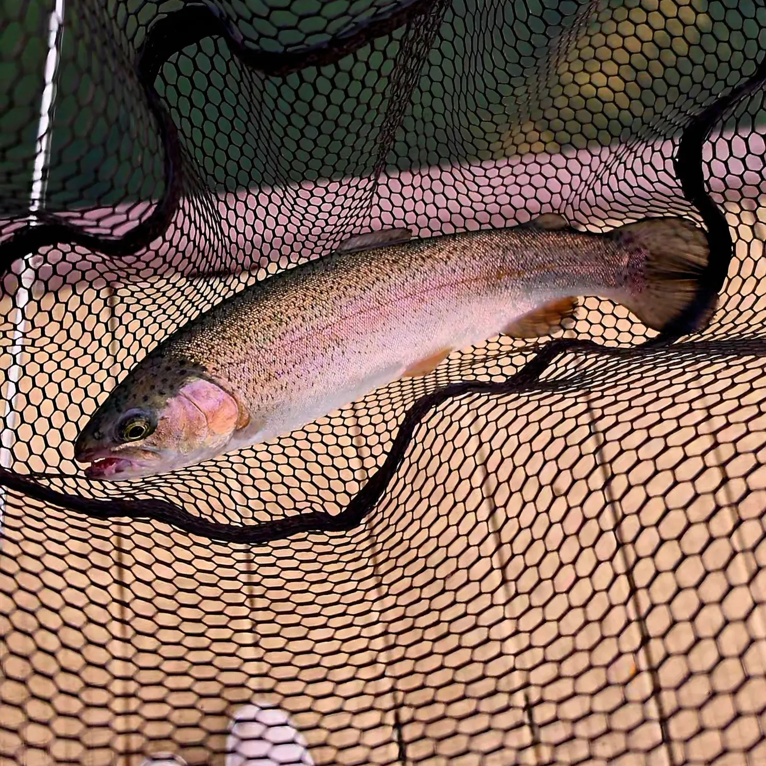 Rainbow trout caught on Fishbrain