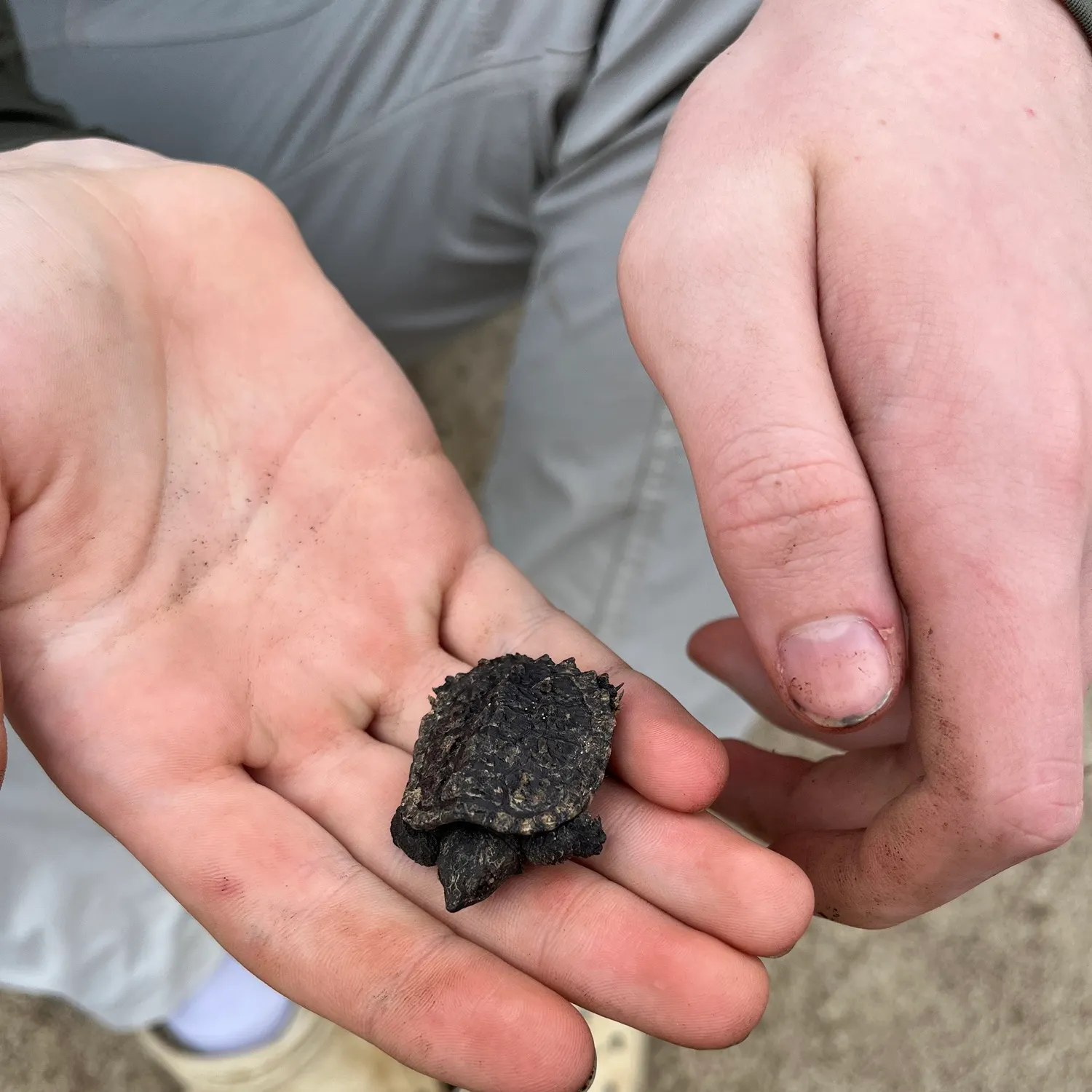 Alligator snapping turtle caught on Fishbrain