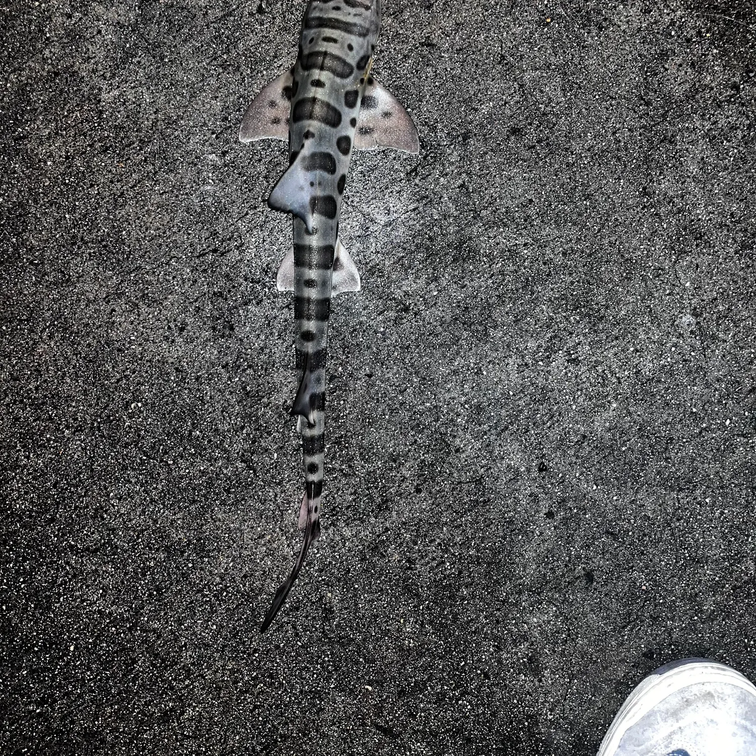 The most recent Leopard shark catches on Fishbrain