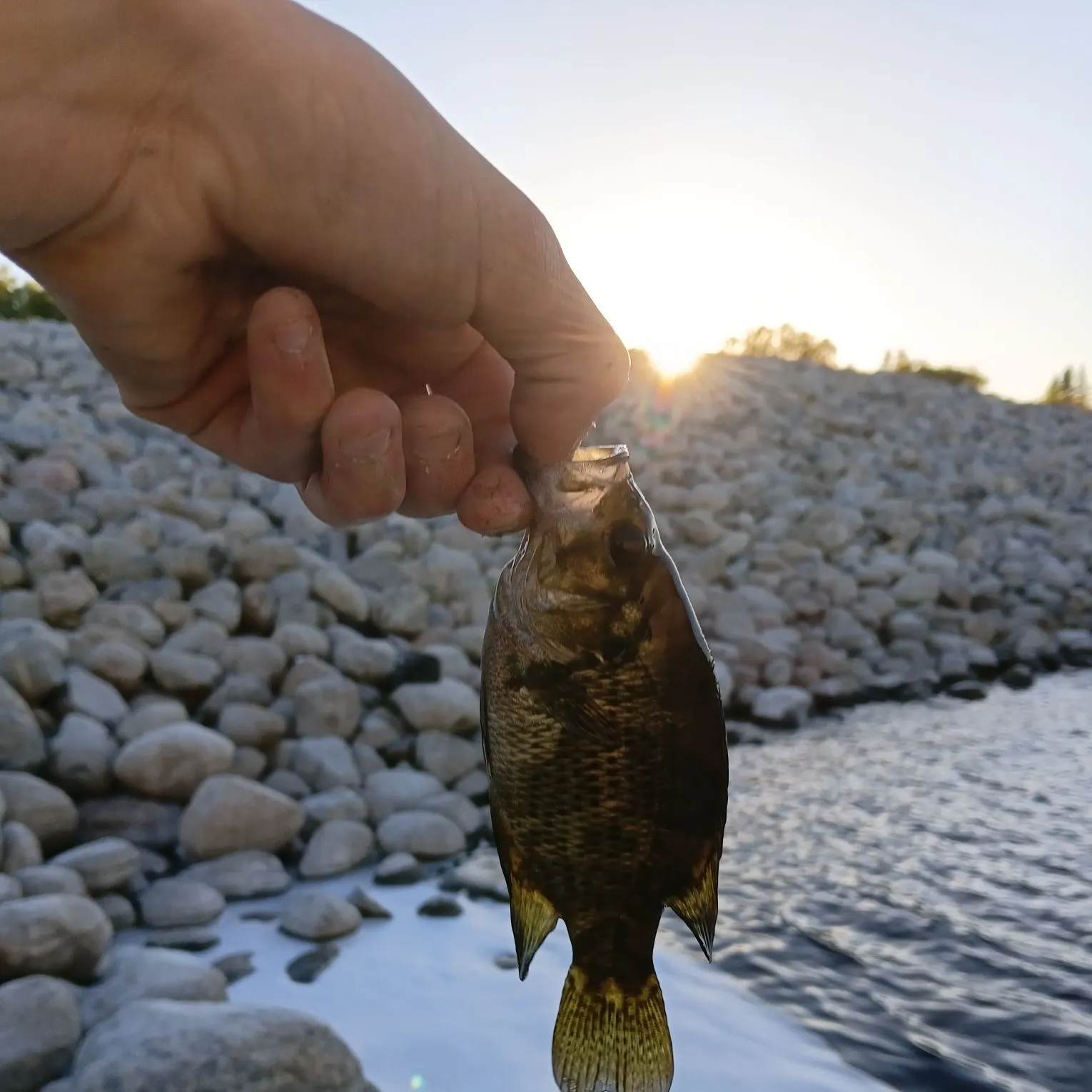 Rock bass caught on Fishbrain