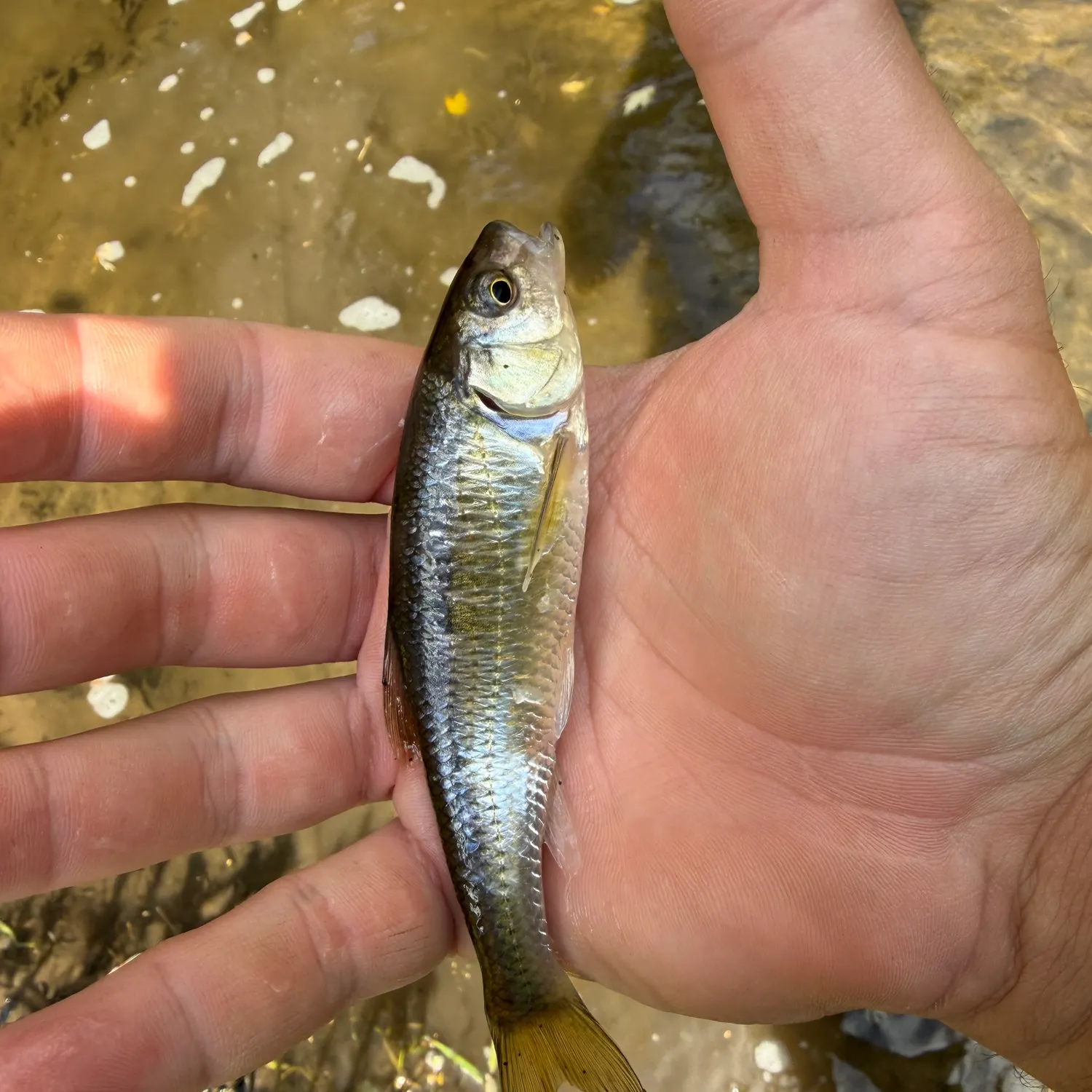 Striped shiner caught on Fishbrain