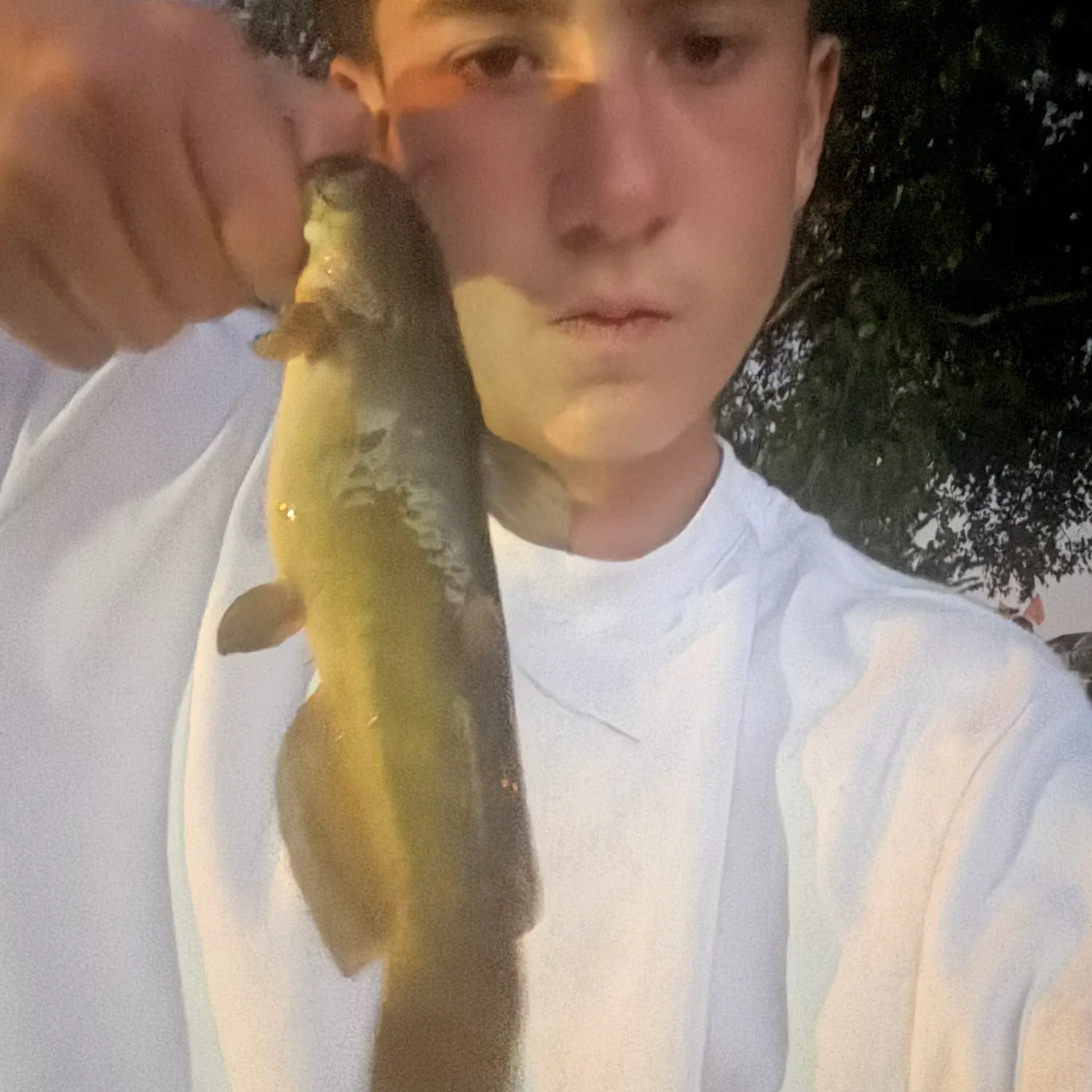 Yellow bullhead caught on Fishbrain