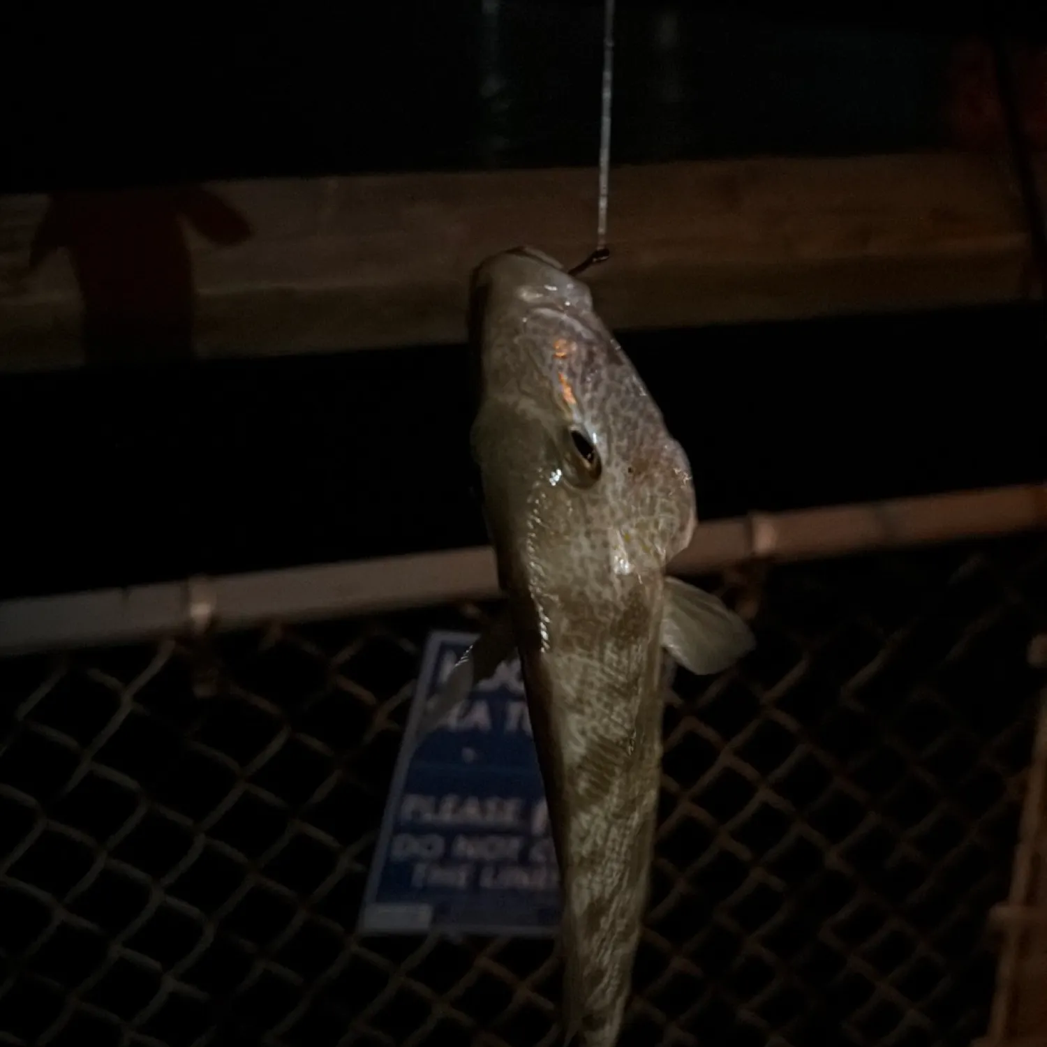 The most recent Inshore lizardfish catches on Fishbrain