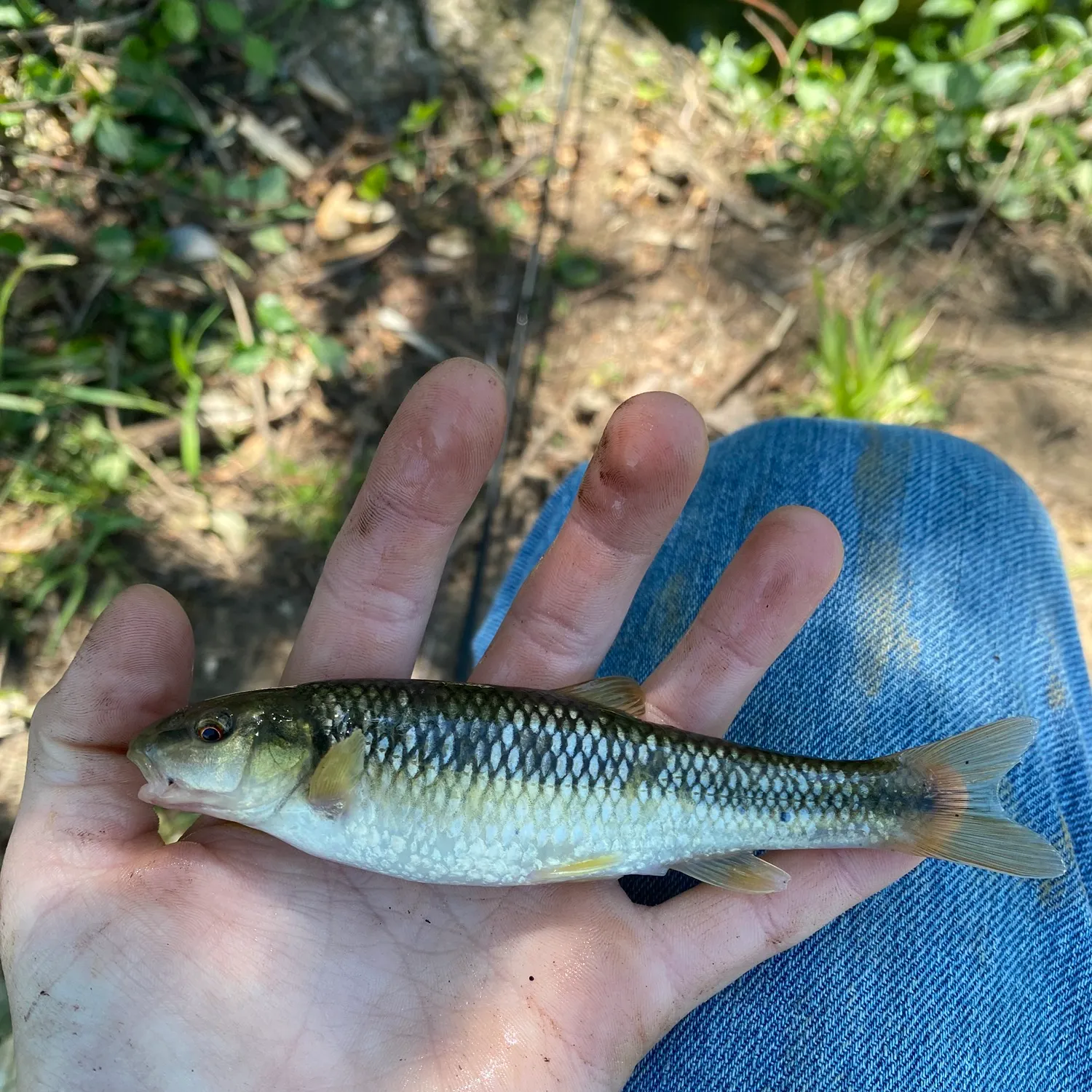 The most recent Hornyhead chub catches on Fishbrain