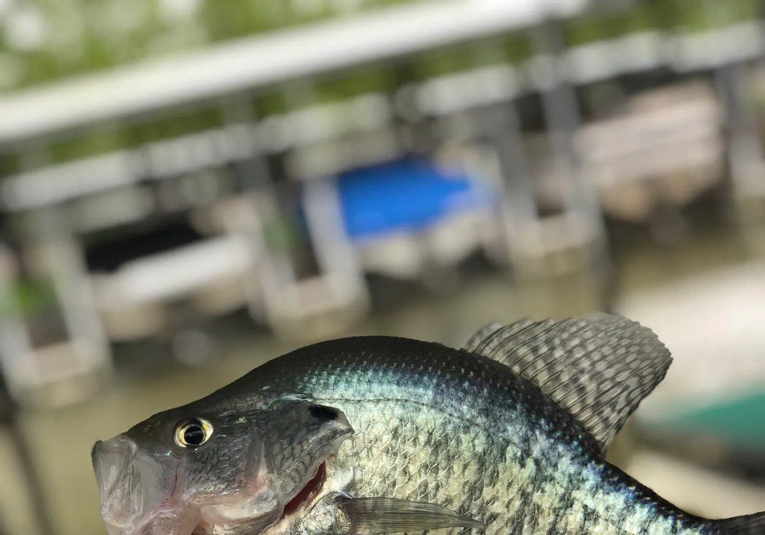 White crappie