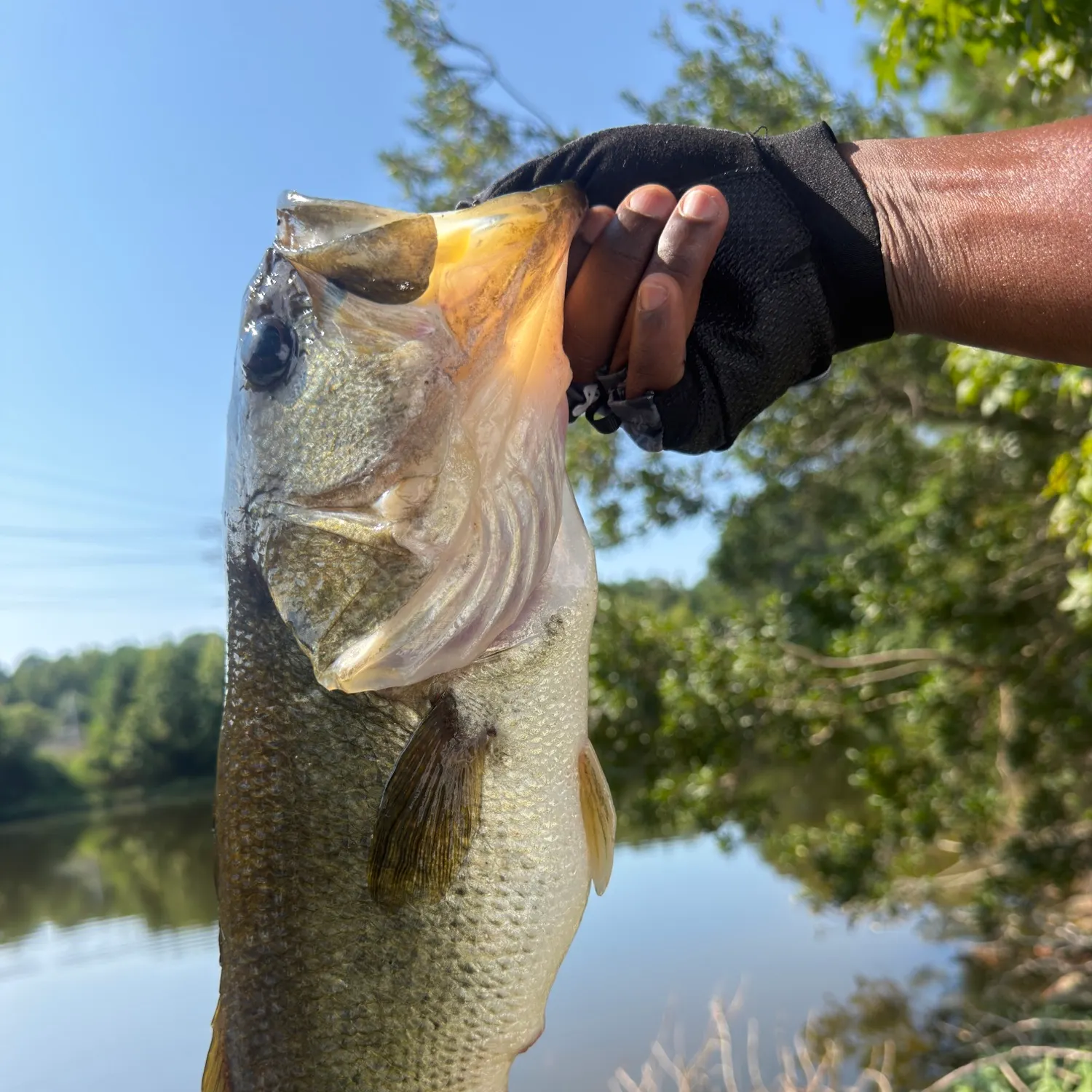 Largemouth bass caught on Fishbrain