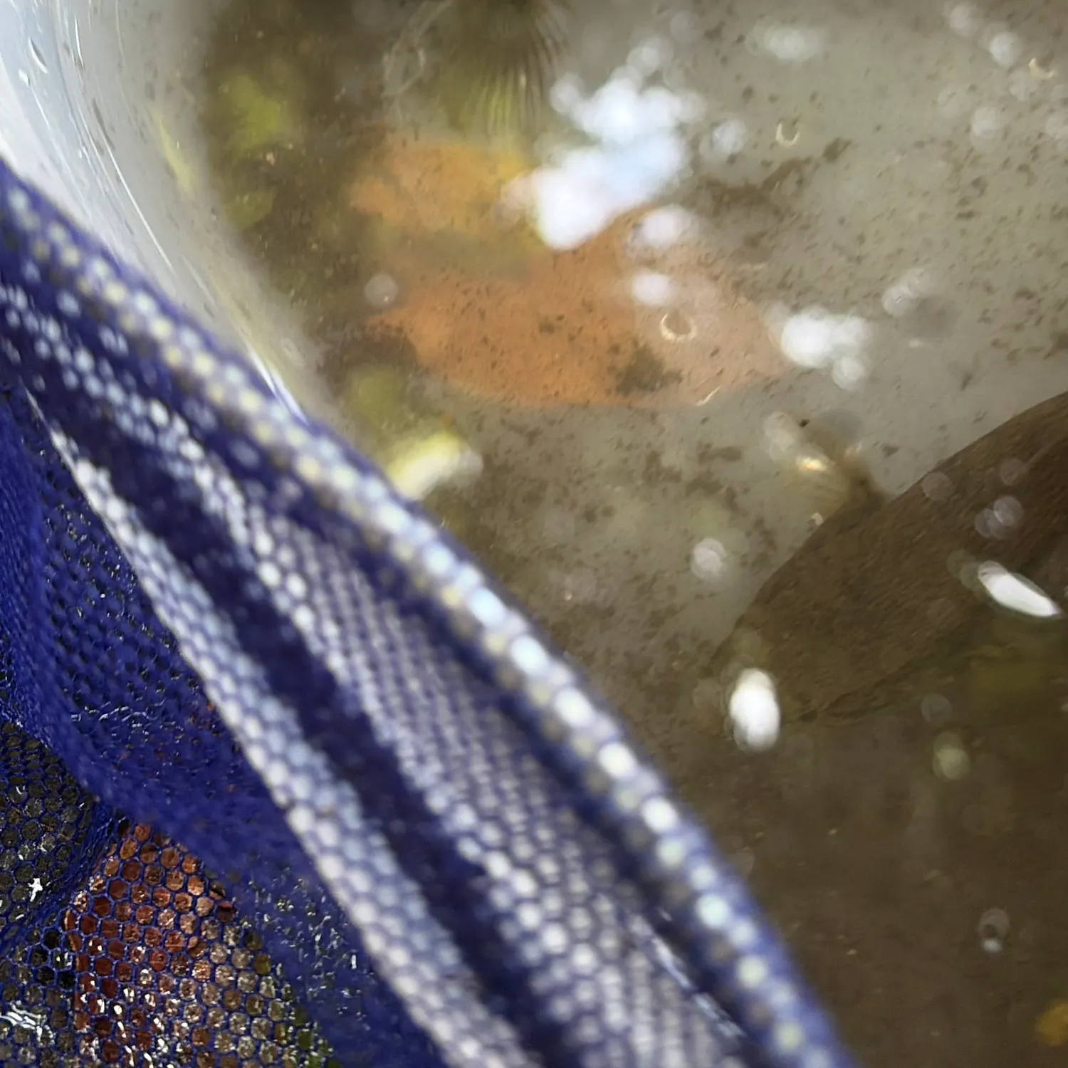 The most recent Common stream goby catches on Fishbrain