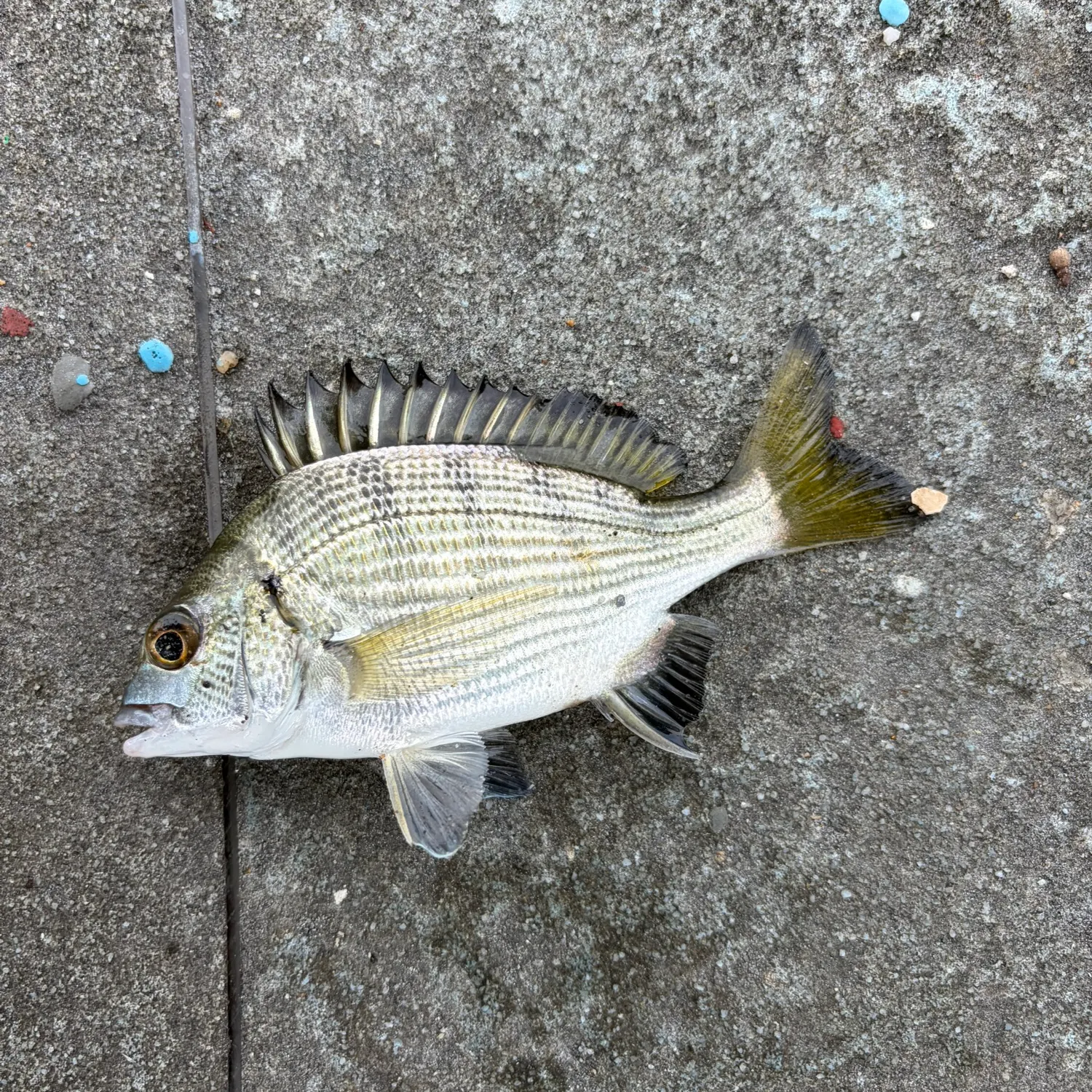 The most recent White seabream catches on Fishbrain