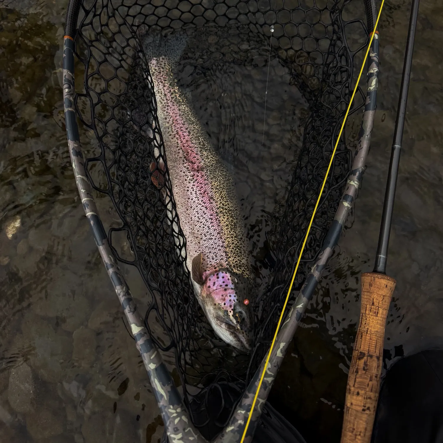 Fish caught on Fishbrain