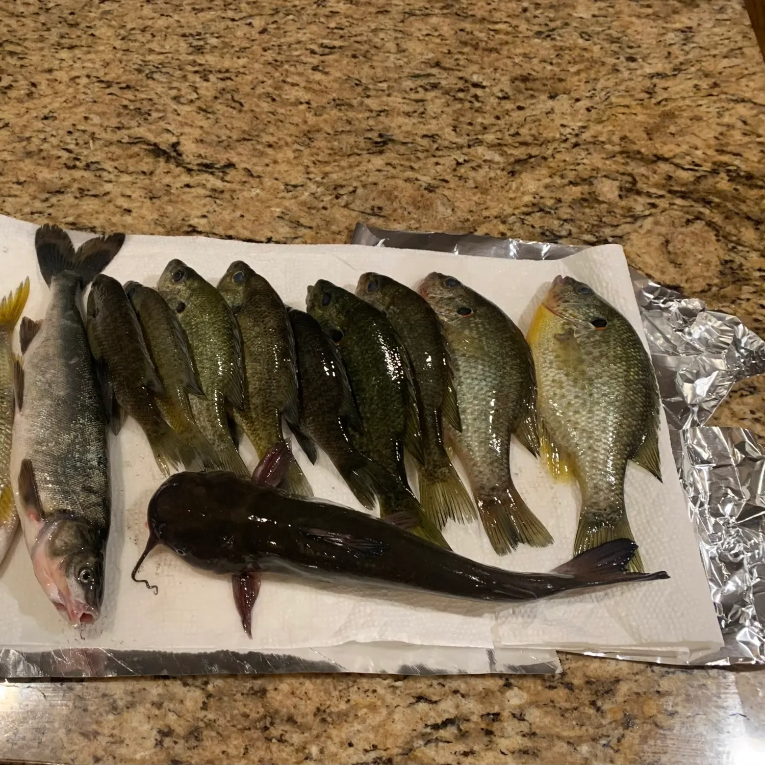 recently logged catches