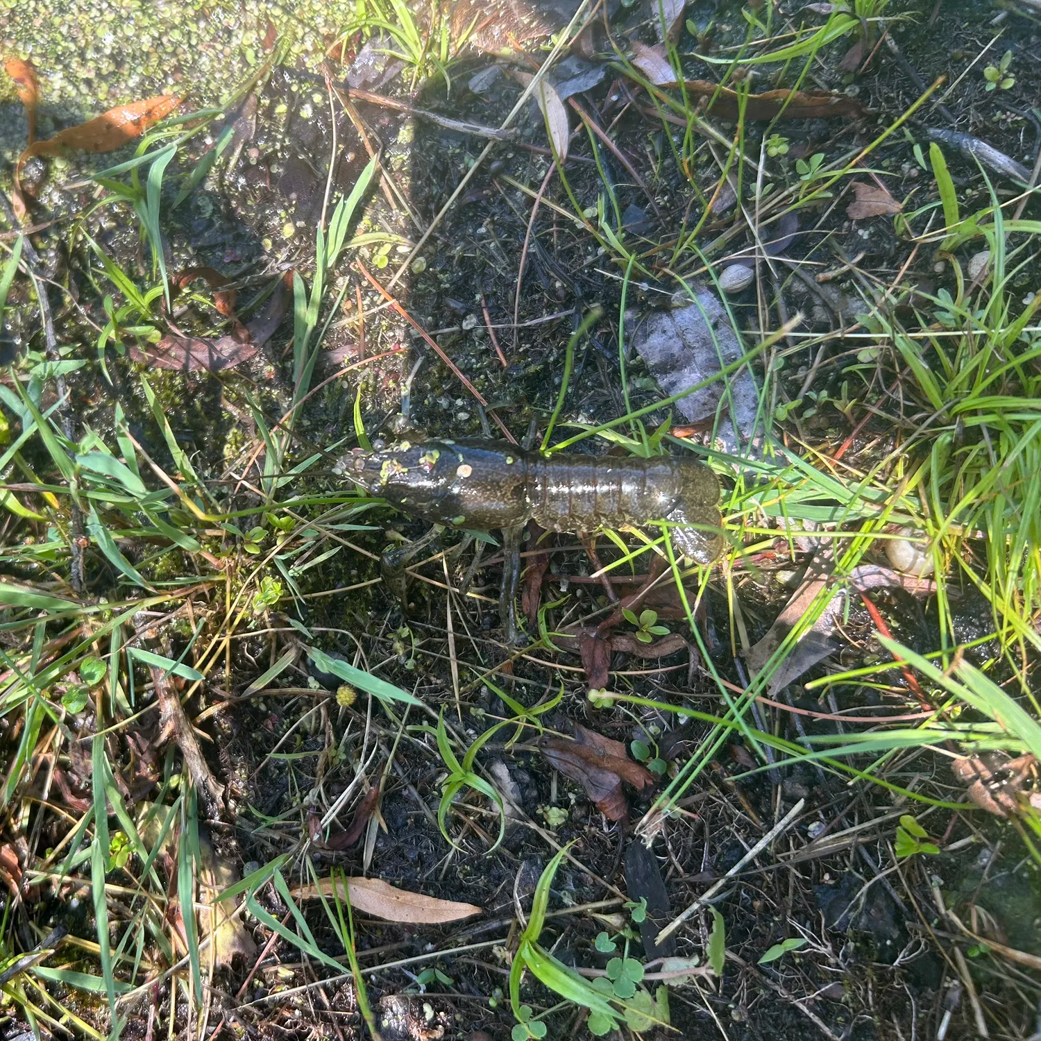 The most recent Northern clearwater crayfish catches on Fishbrain