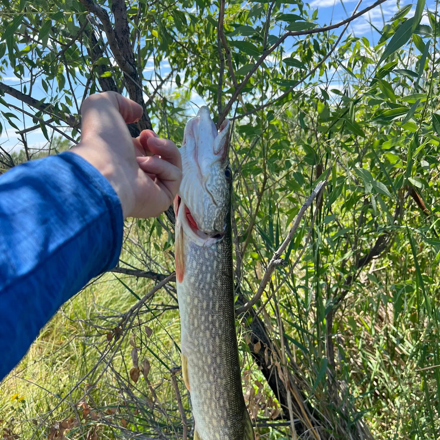 The most recent Northern pike catches on Fishbrain
