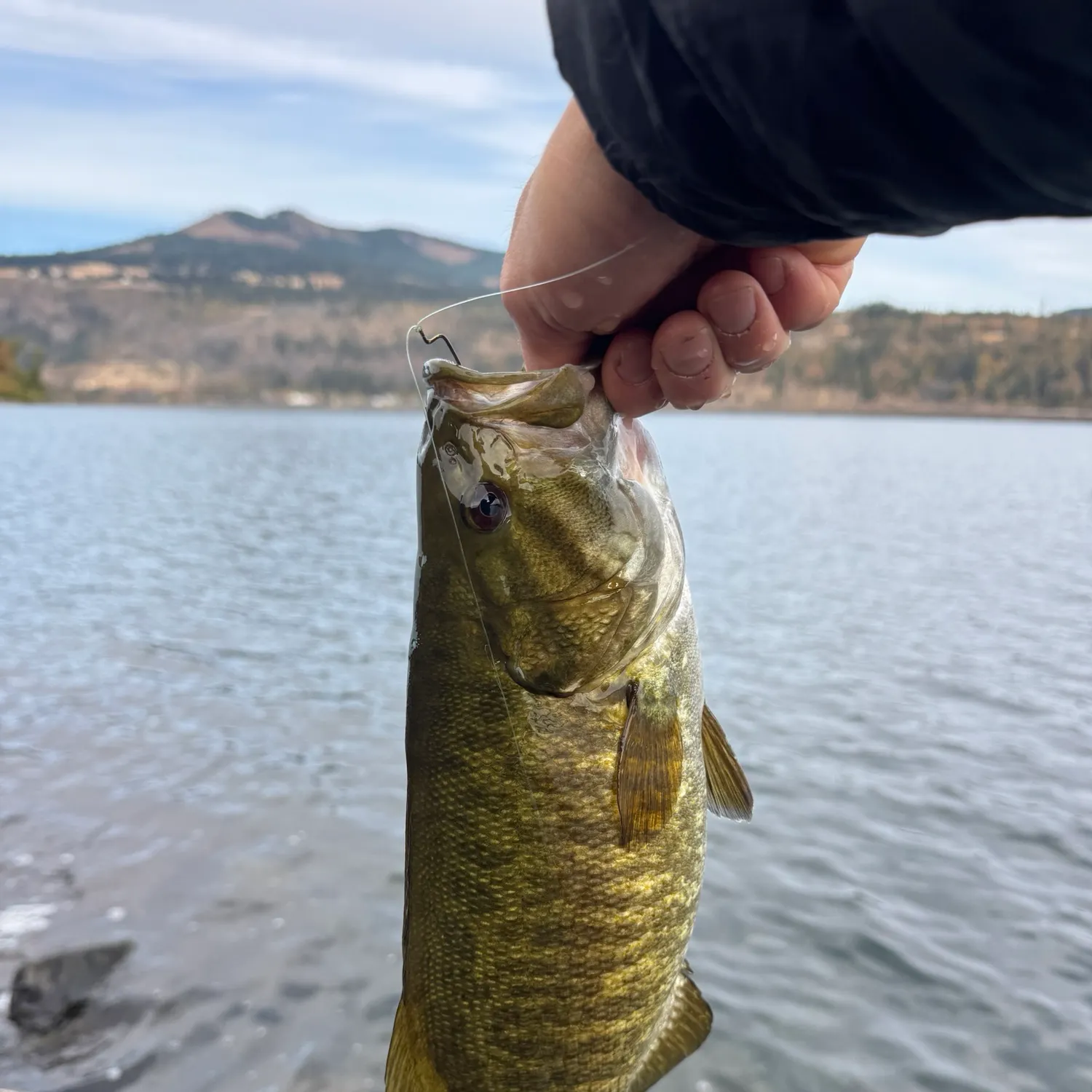 Smallmouth bass caught on Fishbrain