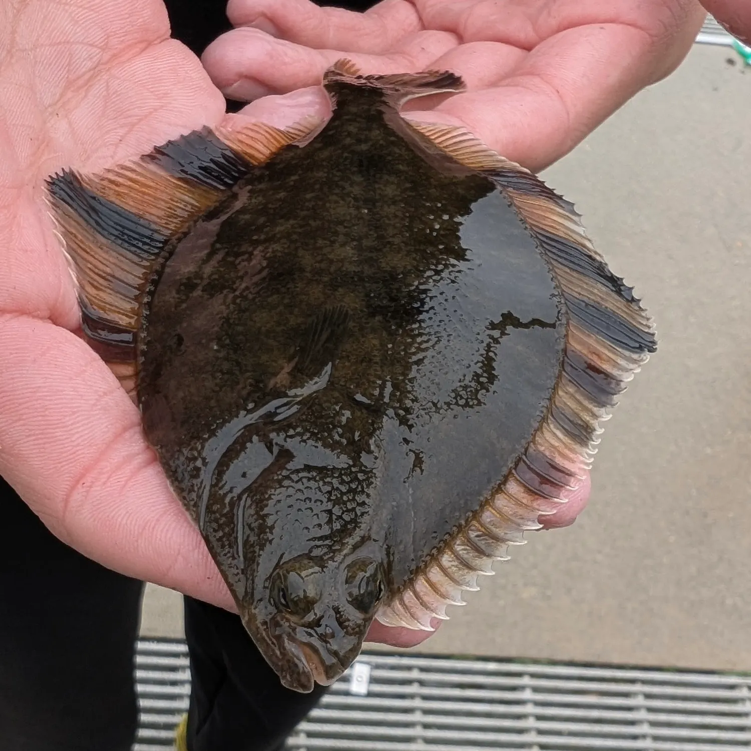 Starry flounder caught on Fishbrain