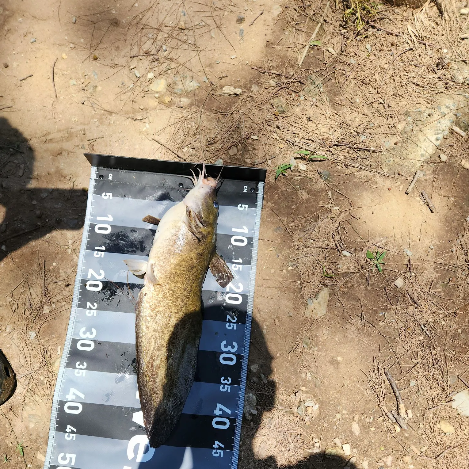 The most recent Dewfish catches on Fishbrain