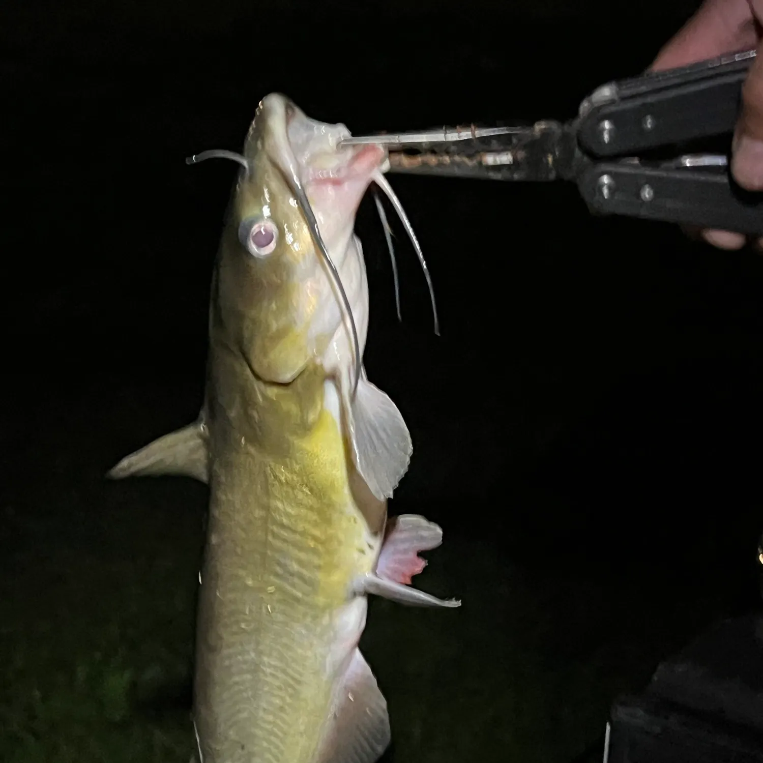 Channel catfish caught on Fishbrain