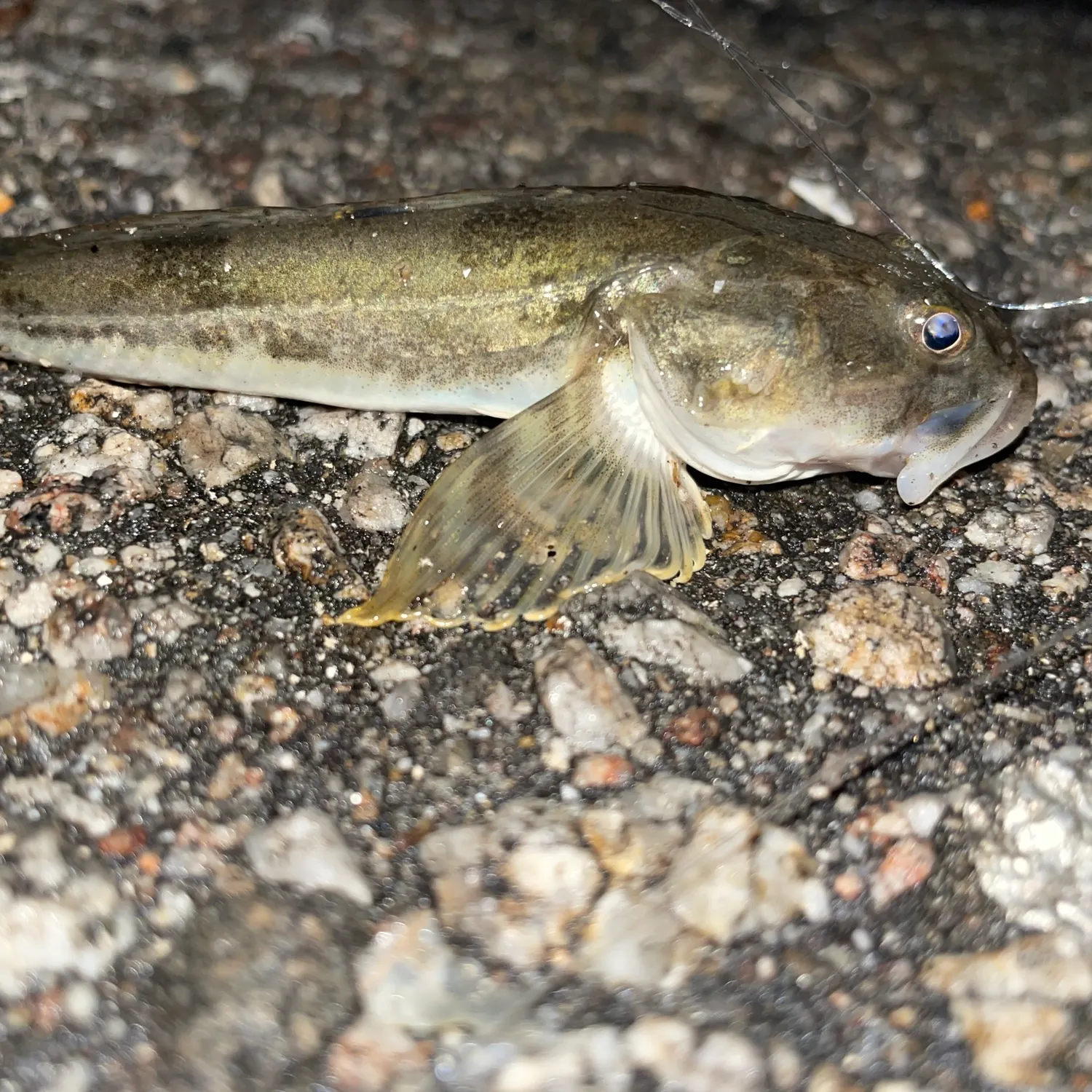The most recent Mottled sculpin catches on Fishbrain