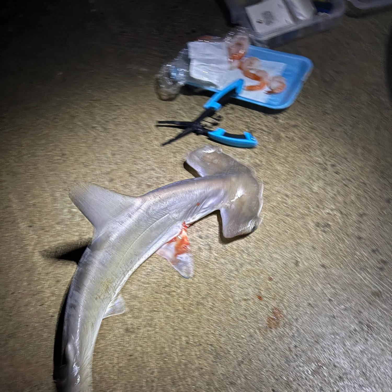 The most recent Scalloped hammerhead shark catches on Fishbrain
