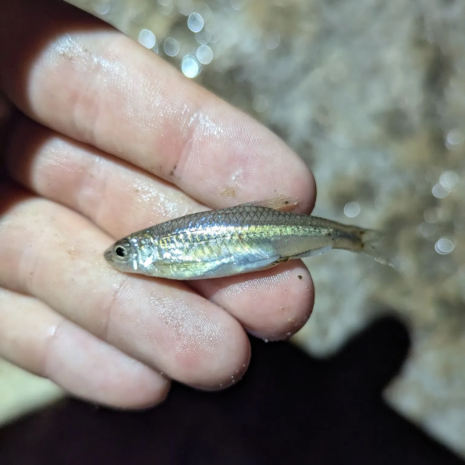 The most recent Spottail shiner catches on Fishbrain
