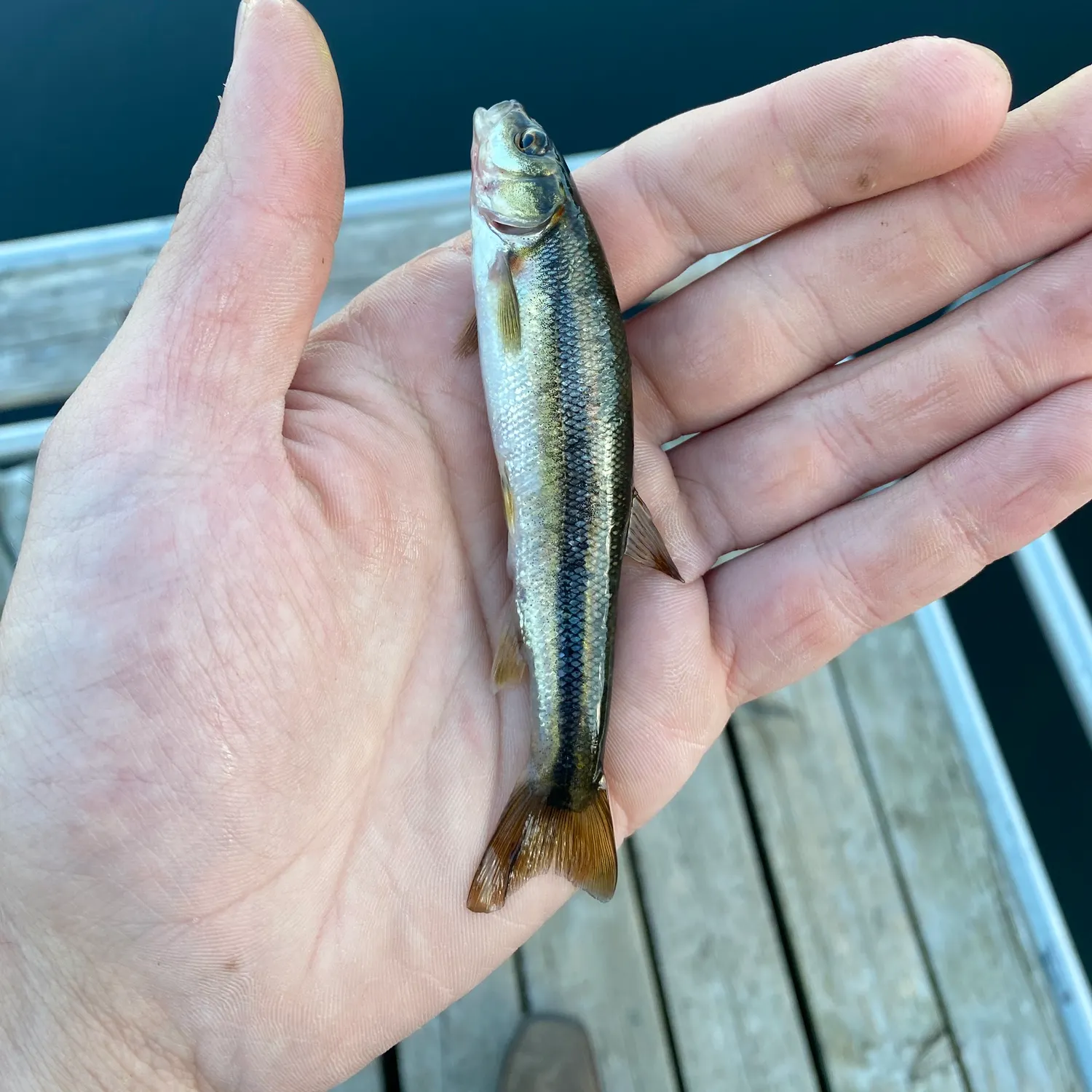 Lake chub caught on Fishbrain