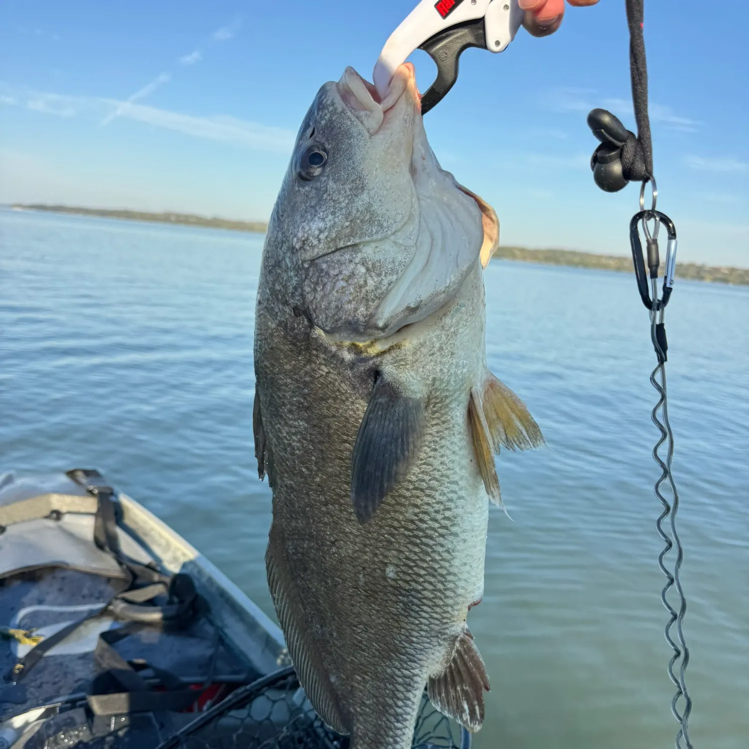 Freshwater drum caught on Fishbrain