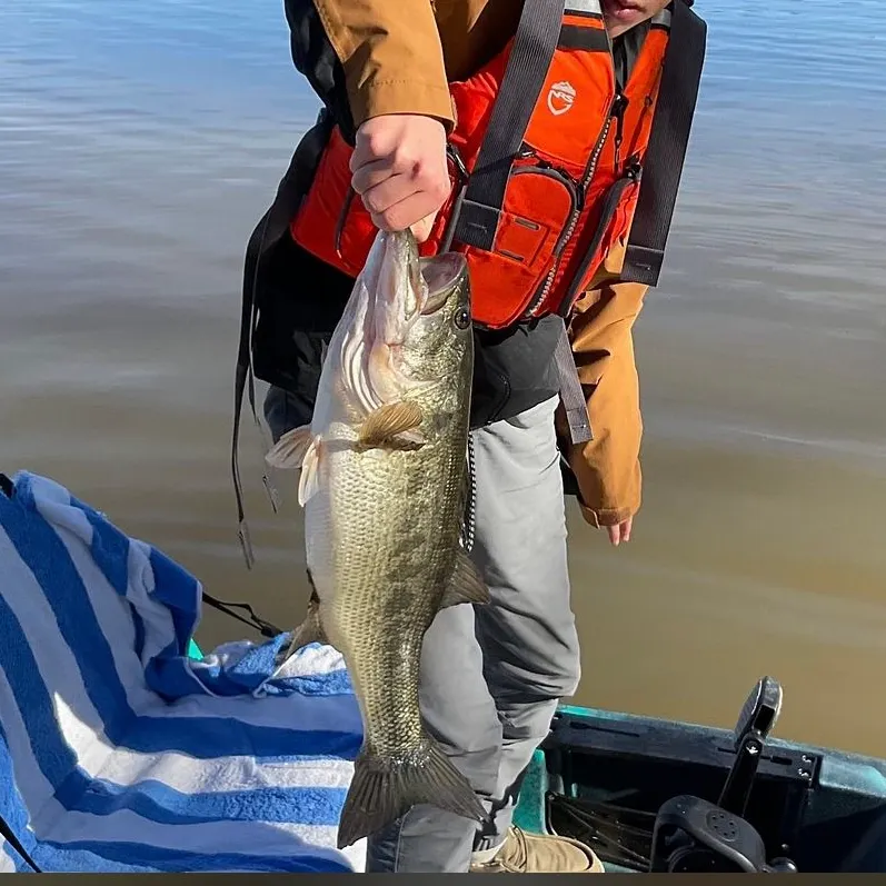 Largemouth bass caught on Fishbrain