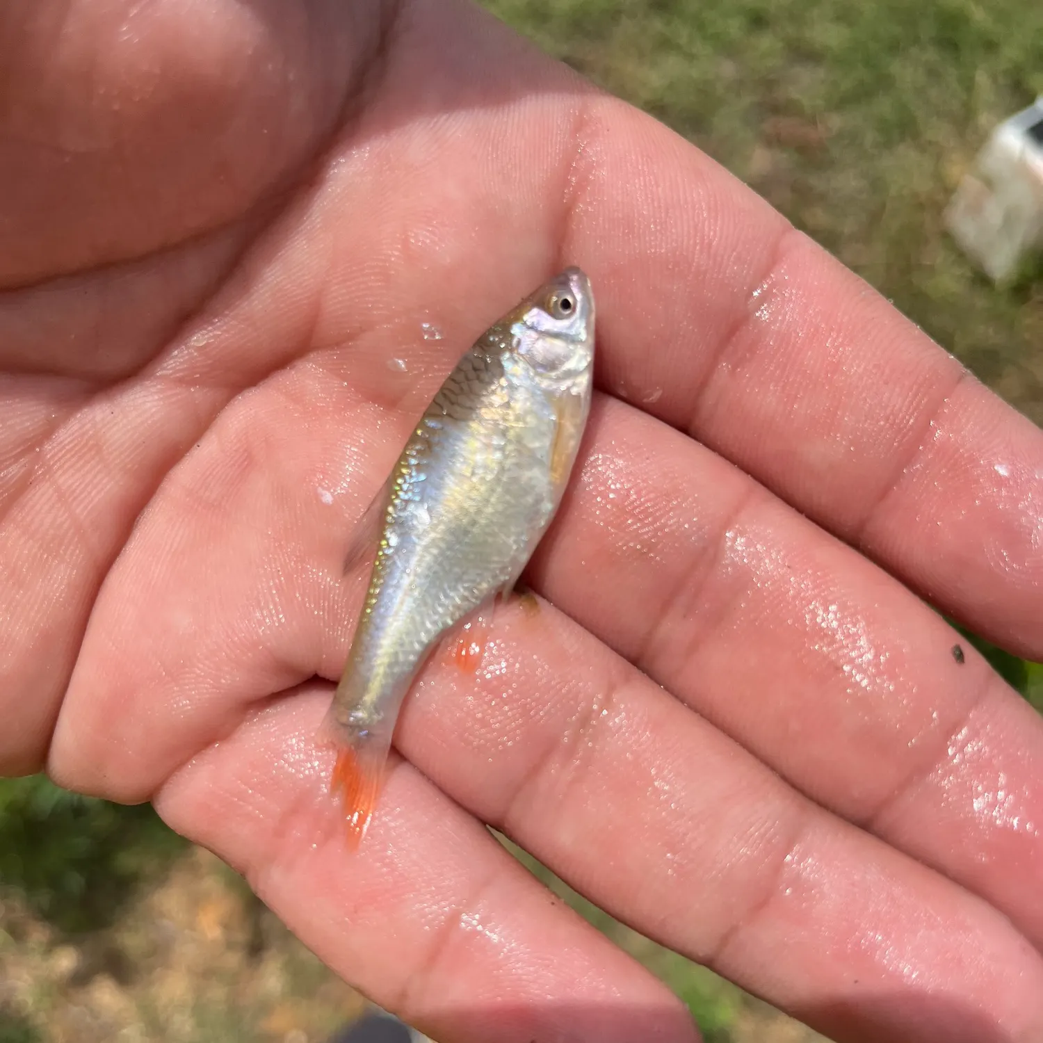 The most recent Red shiner catches on Fishbrain
