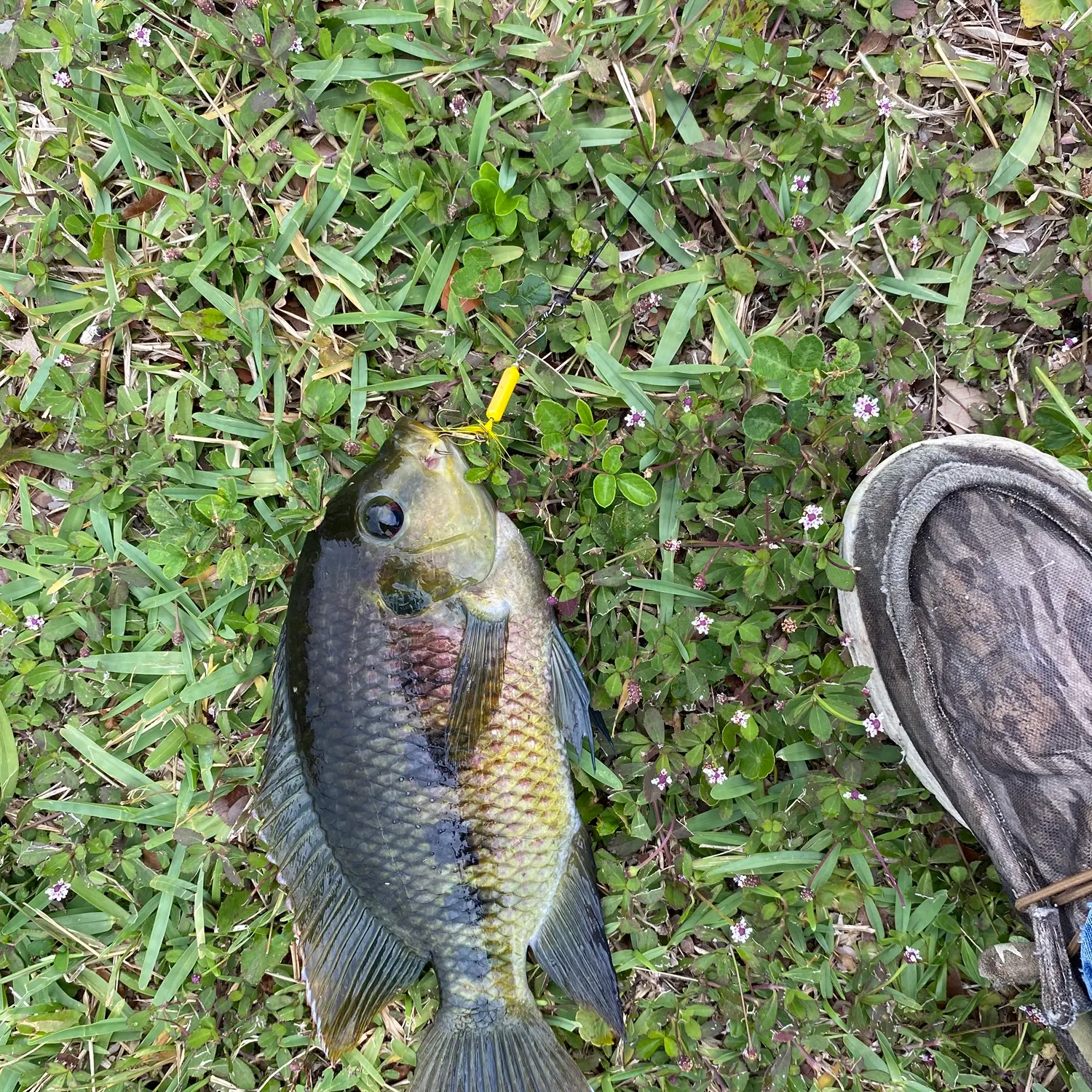 The most recent Spotted tilapia catches on Fishbrain