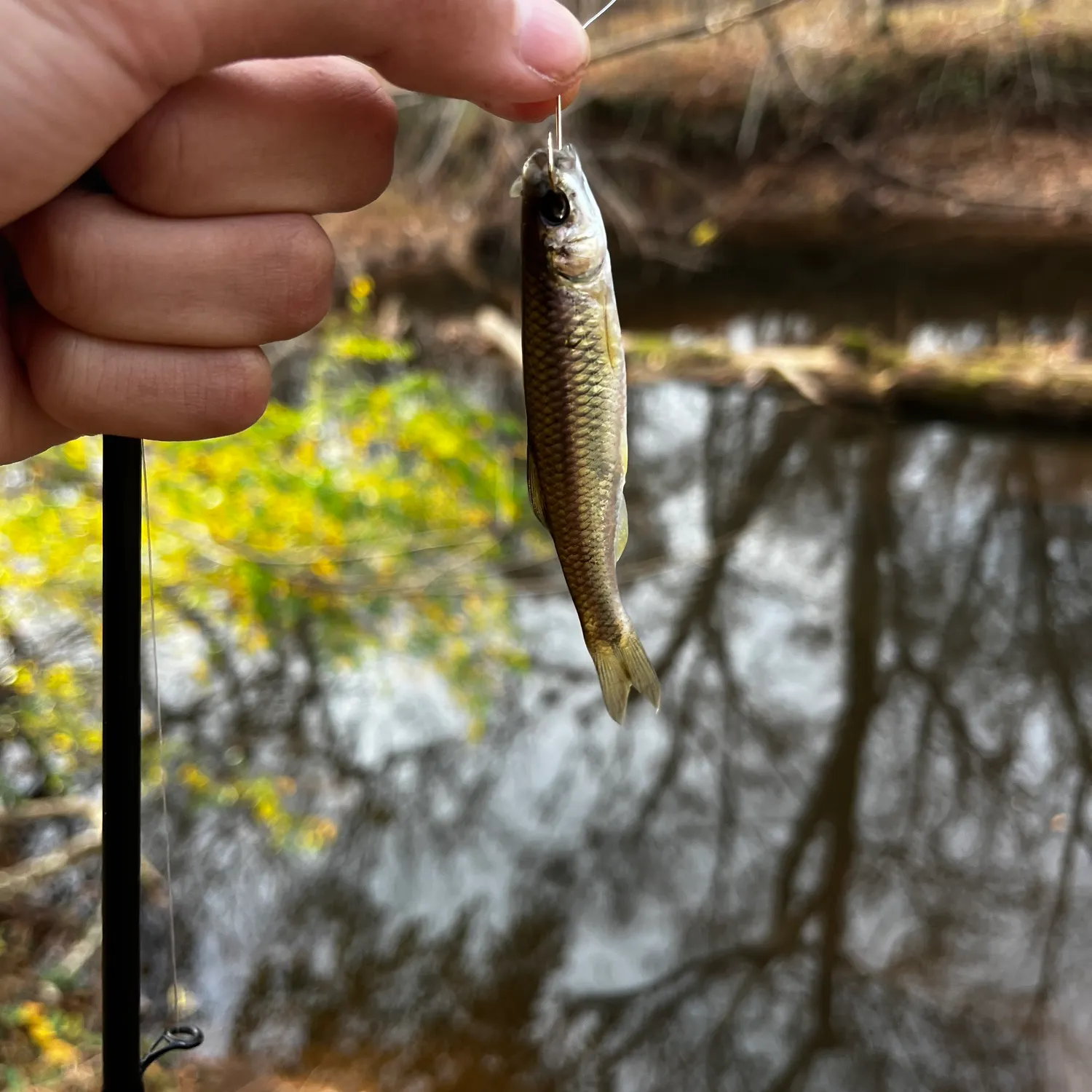 The most recent Blacknose shiner catches on Fishbrain