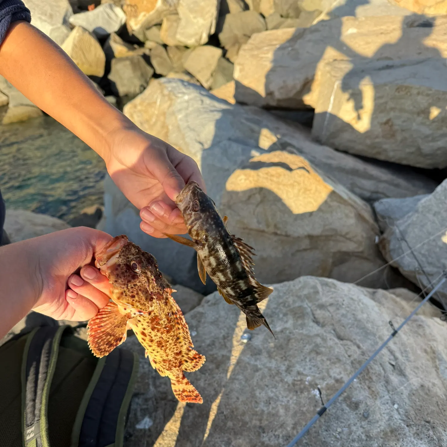 The most recent California scorpionfish catches on Fishbrain