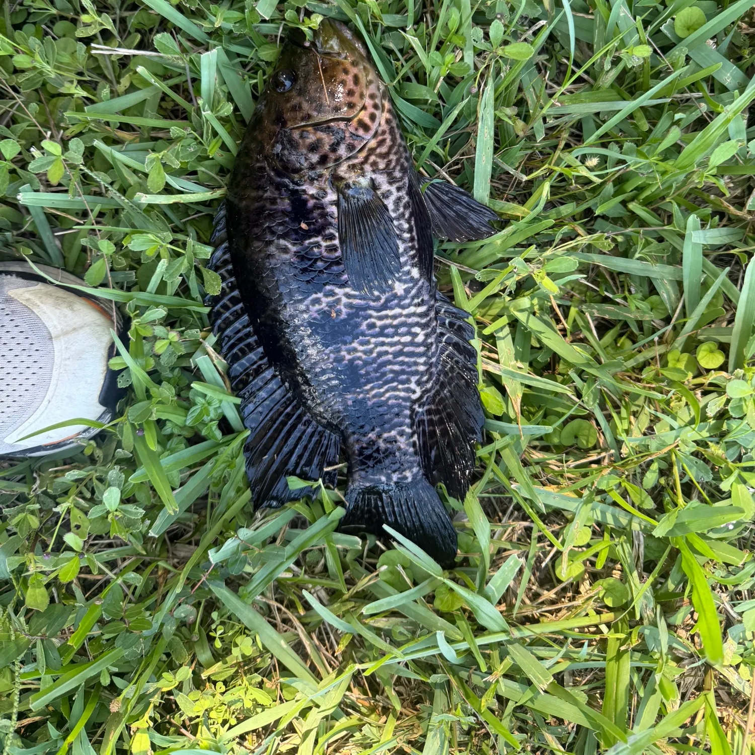 The most recent Jaguar cichlid catches on Fishbrain