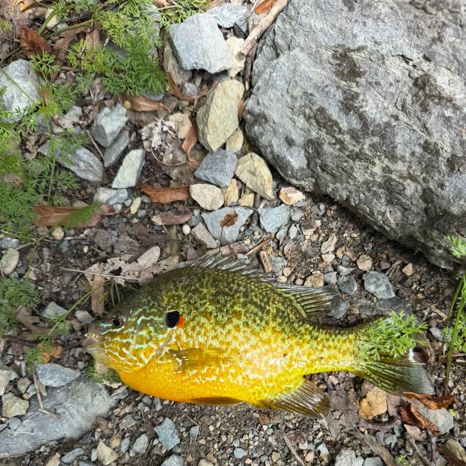 Pumpkinseed caught on Fishbrain
