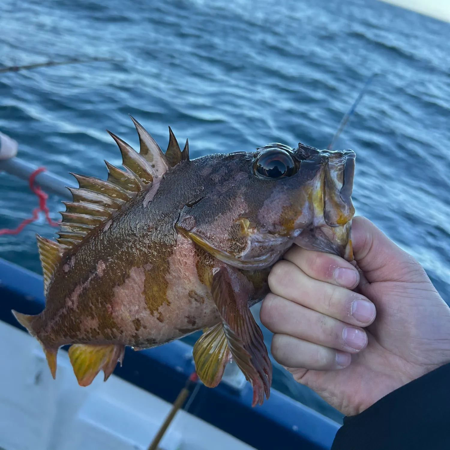 The most recent Gopher rockfish catches on Fishbrain