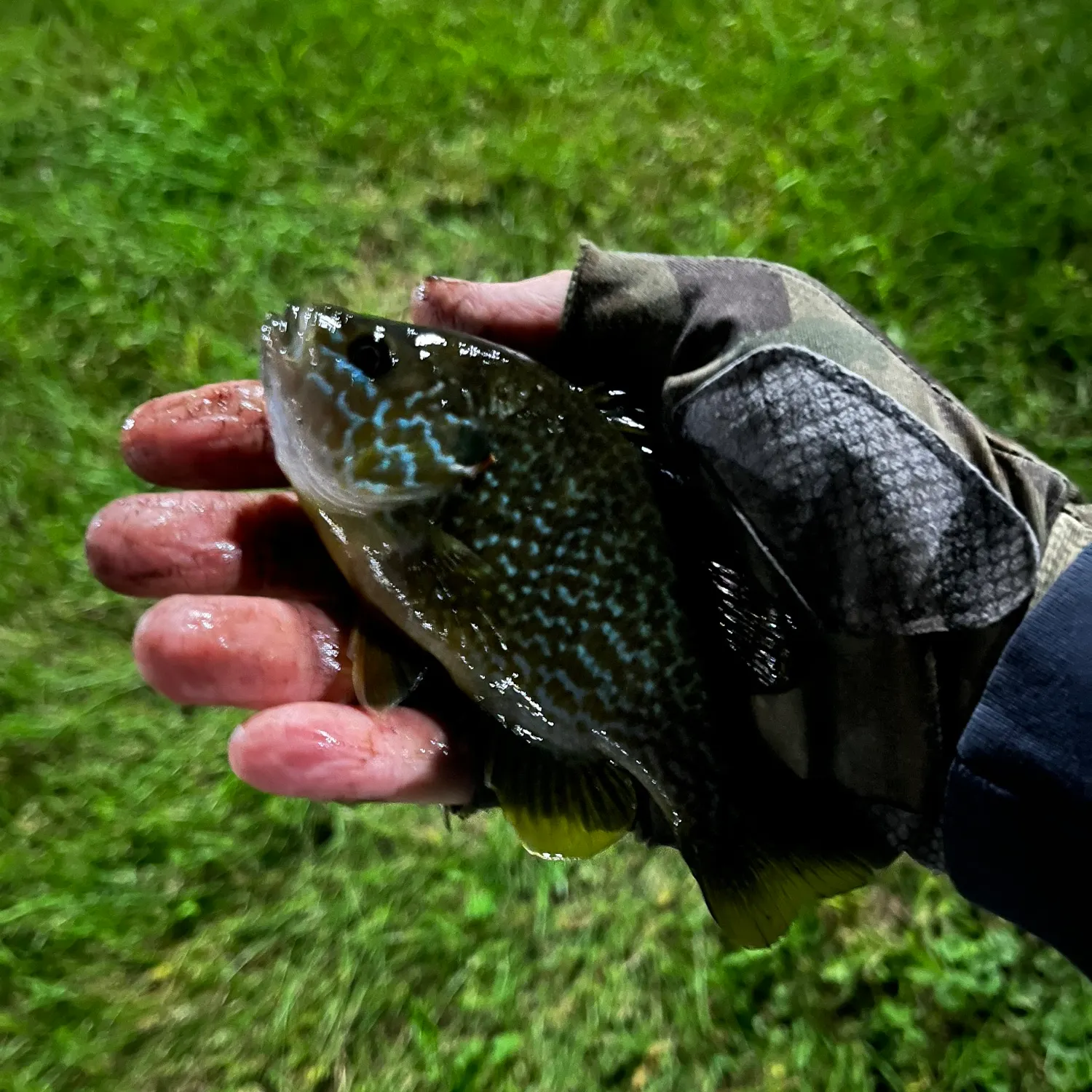 Greengill hybrid caught on Fishbrain