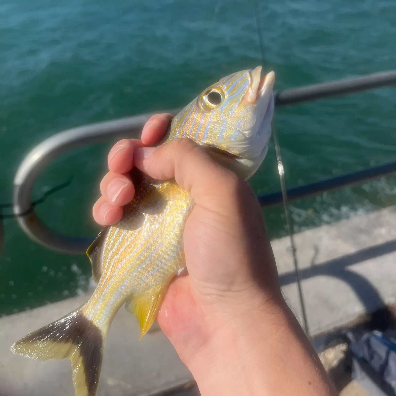 The most recent Oriental sweetlips catches on Fishbrain