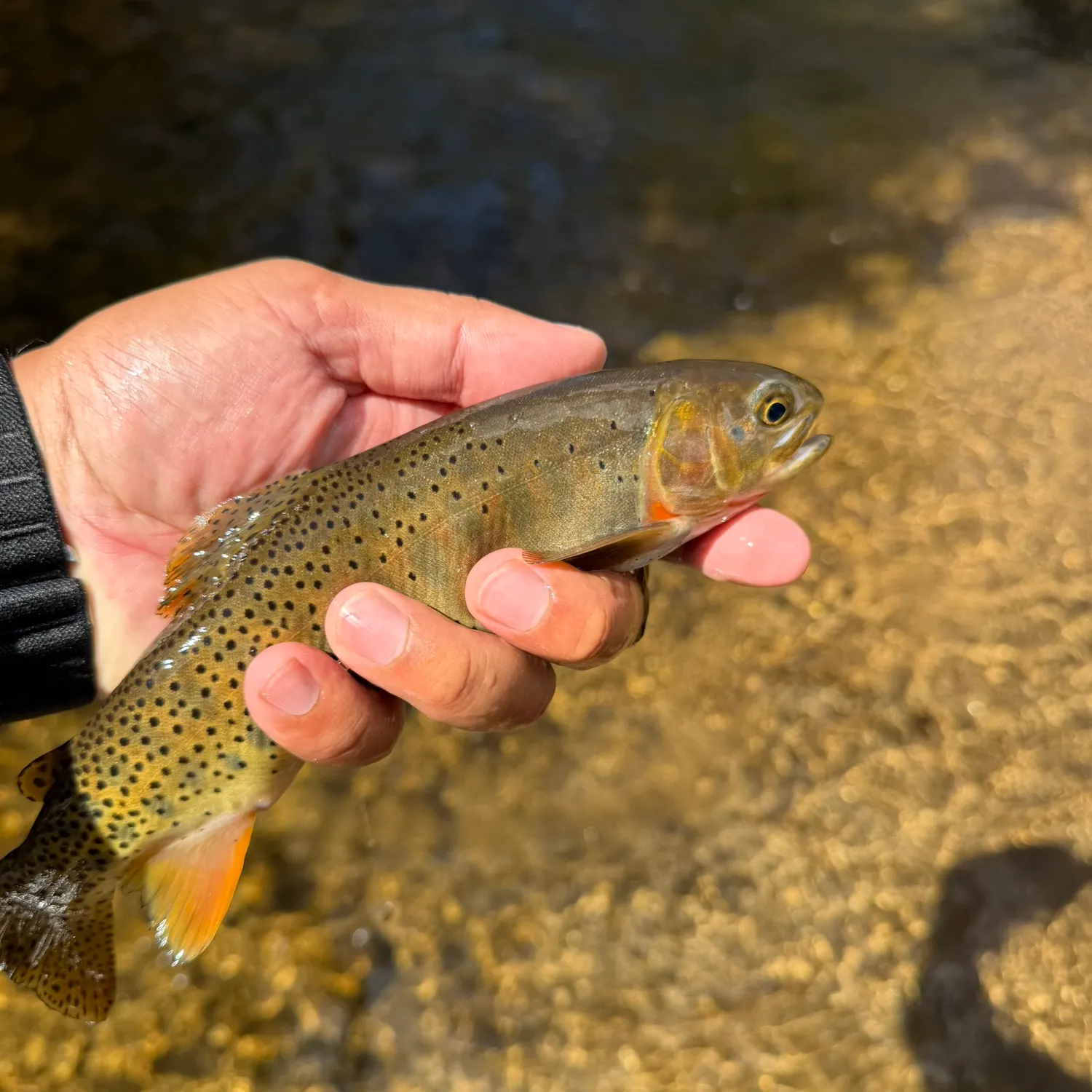 The most recent Greenback cutthroat trout catches on Fishbrain