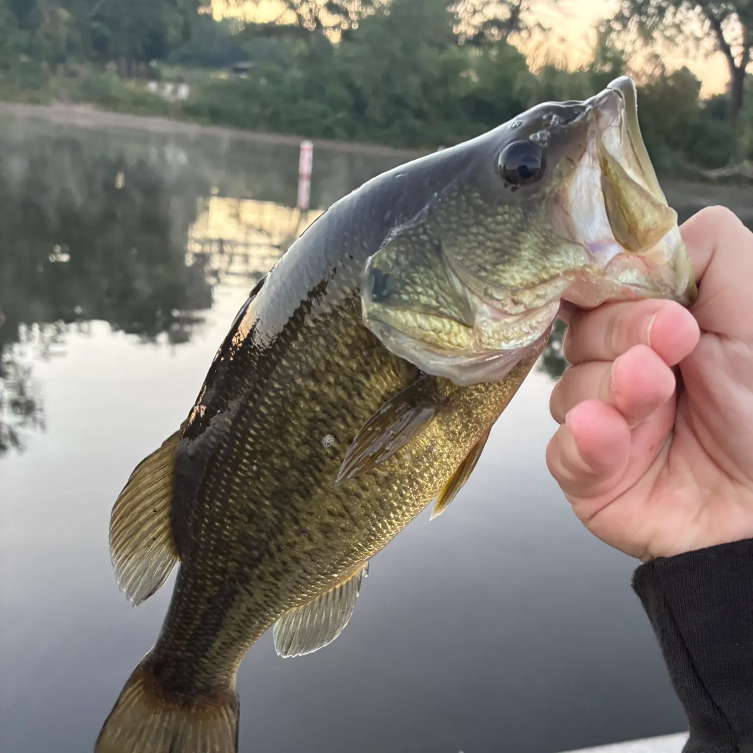 Largemouth bass caught on Fishbrain