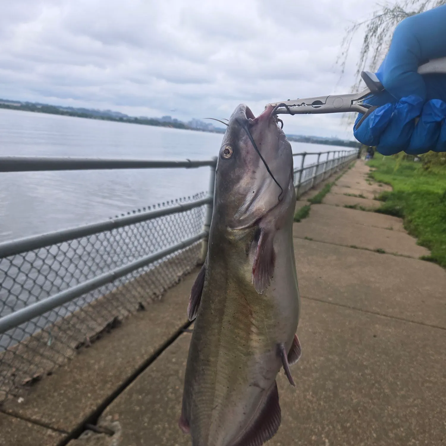 catch