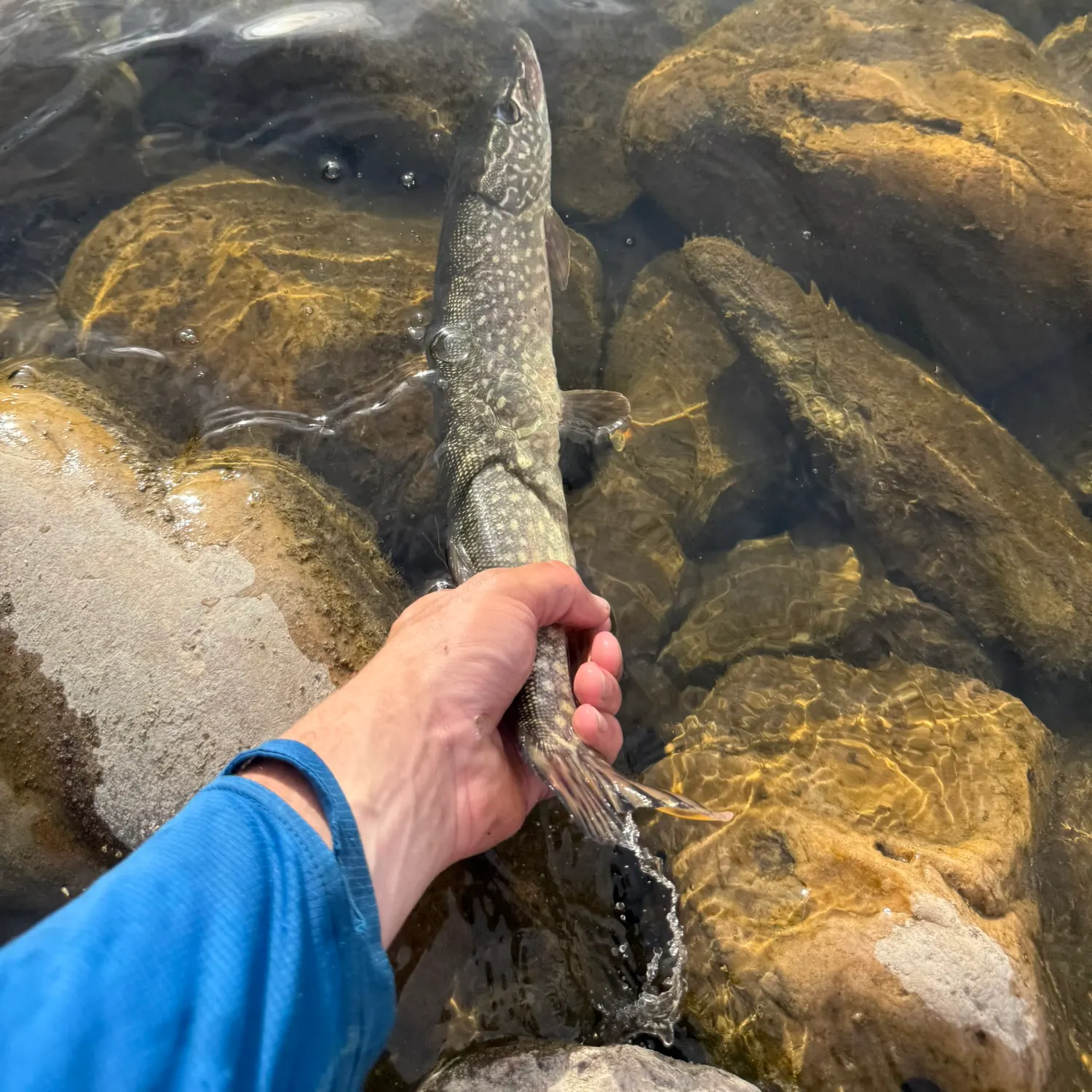 recently logged catches