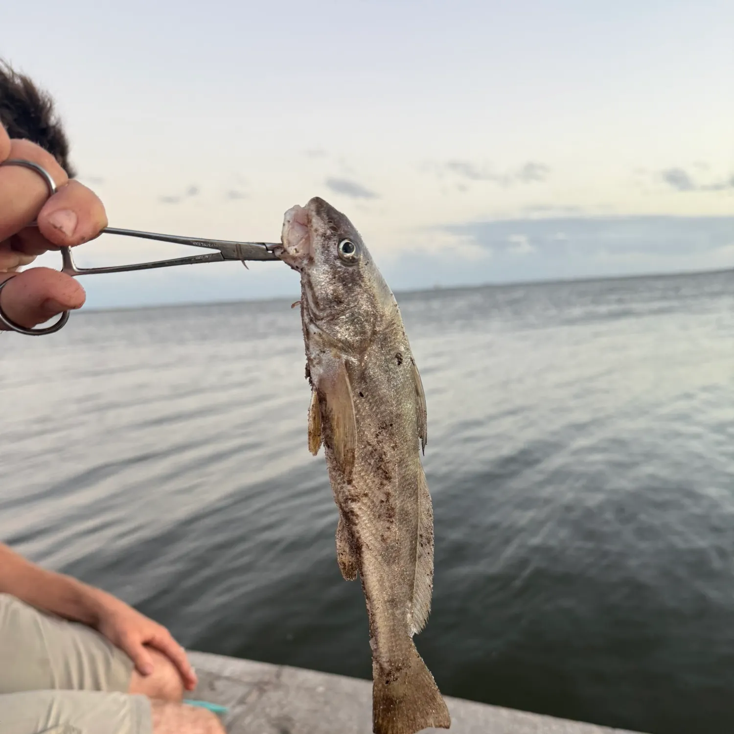 Southern kingcroaker caught on Fishbrain