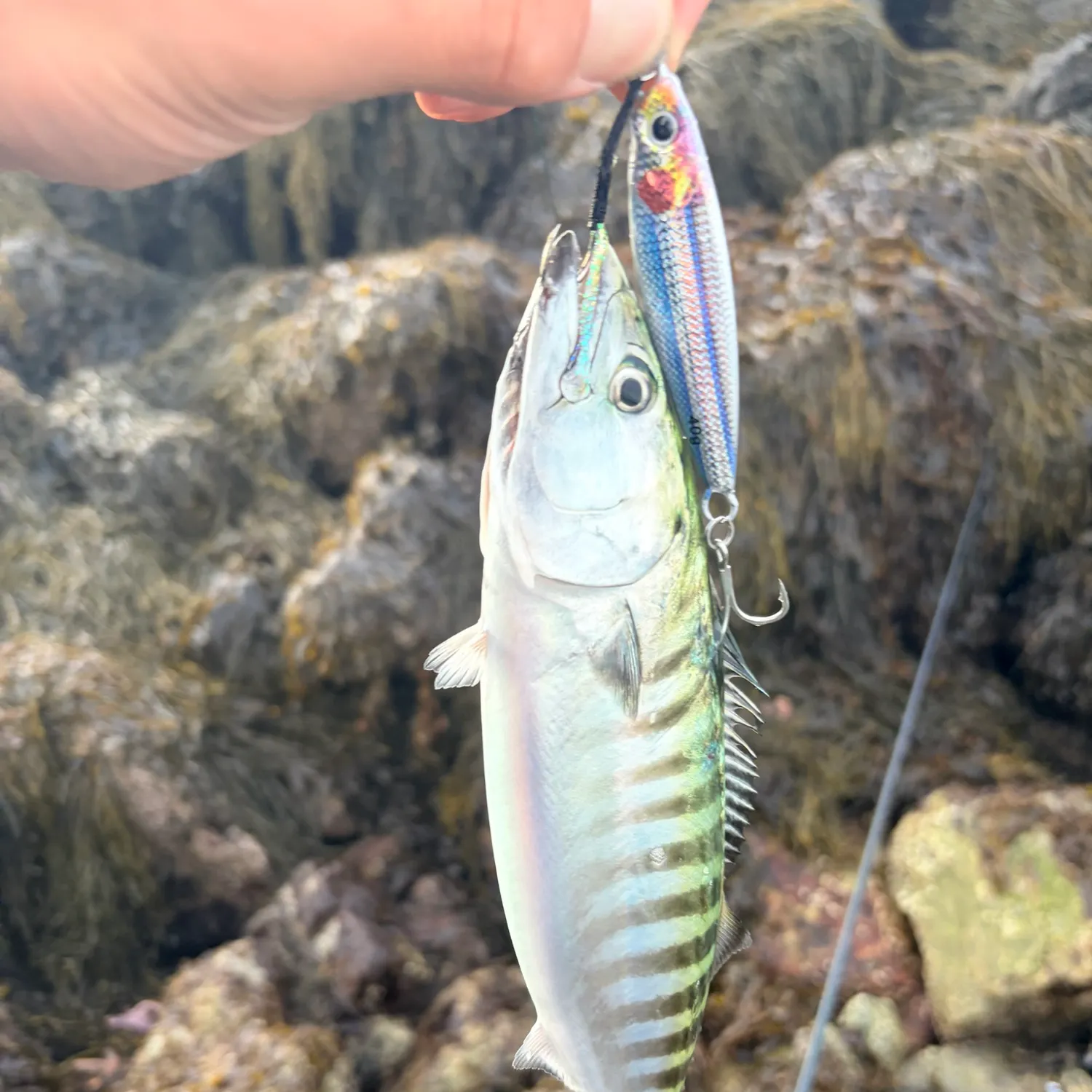 Atlantic bonito caught on Fishbrain