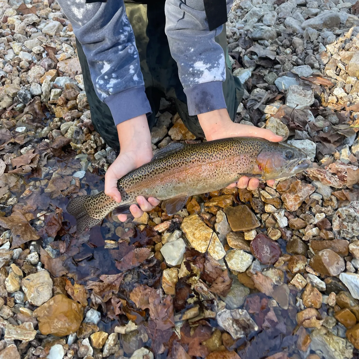 Rainbow trout caught on Fishbrain
