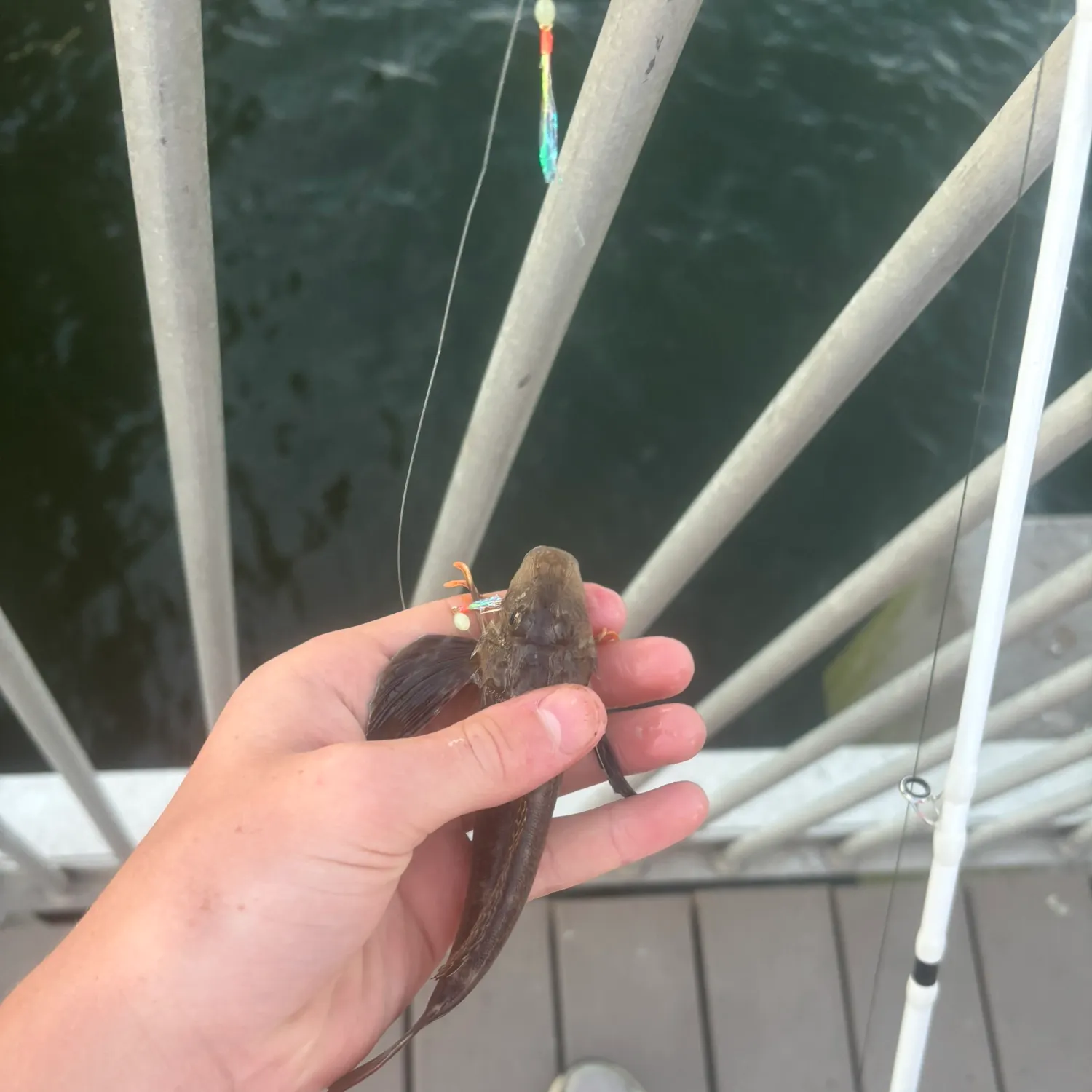 The most recent Striped searobin catches on Fishbrain