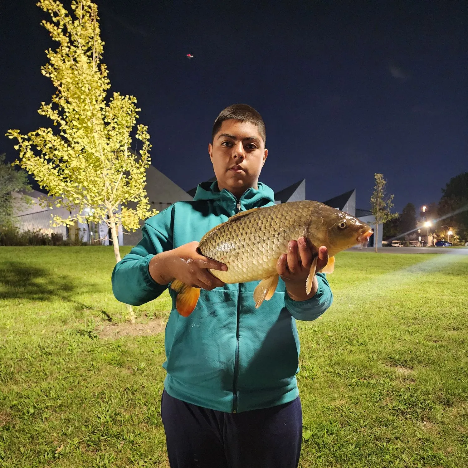 Common carp caught on Fishbrain