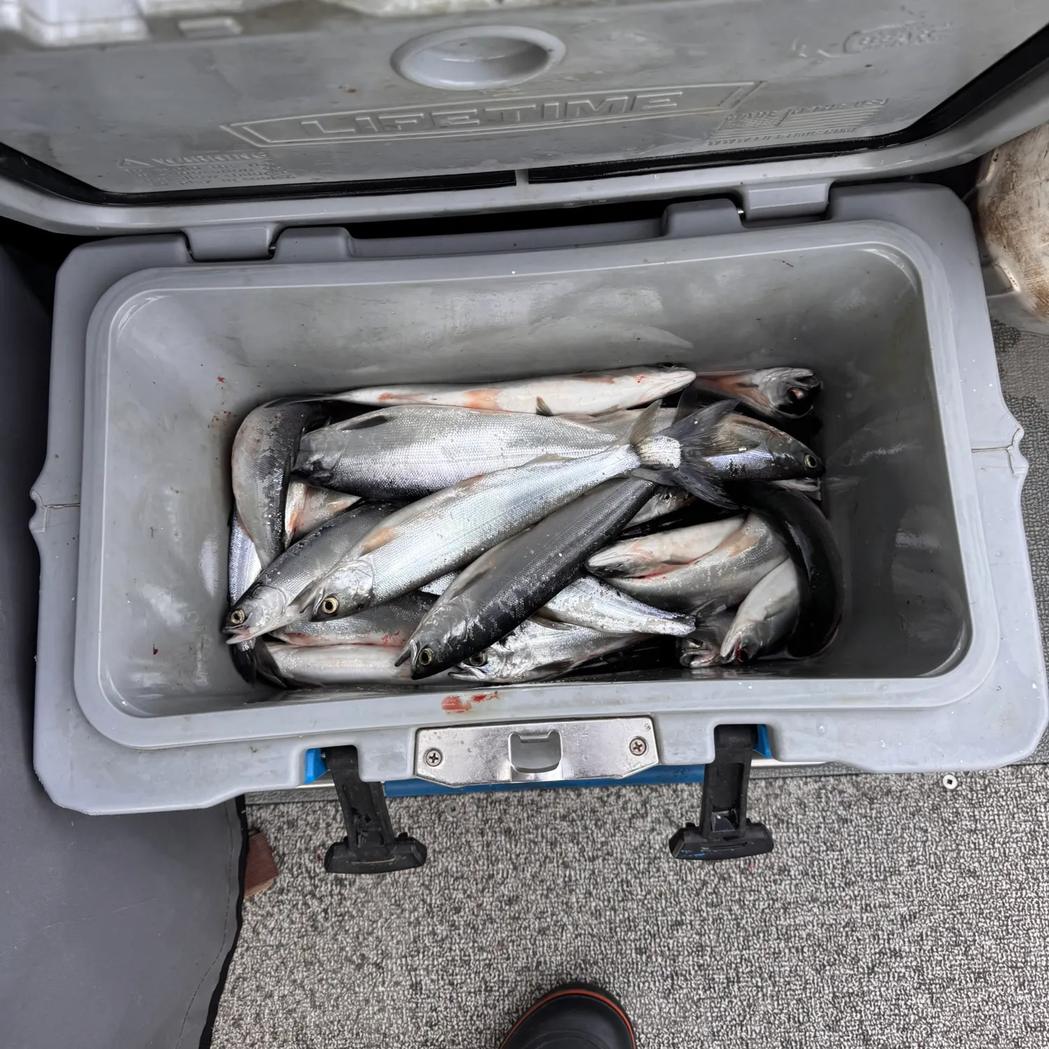 recently logged catches