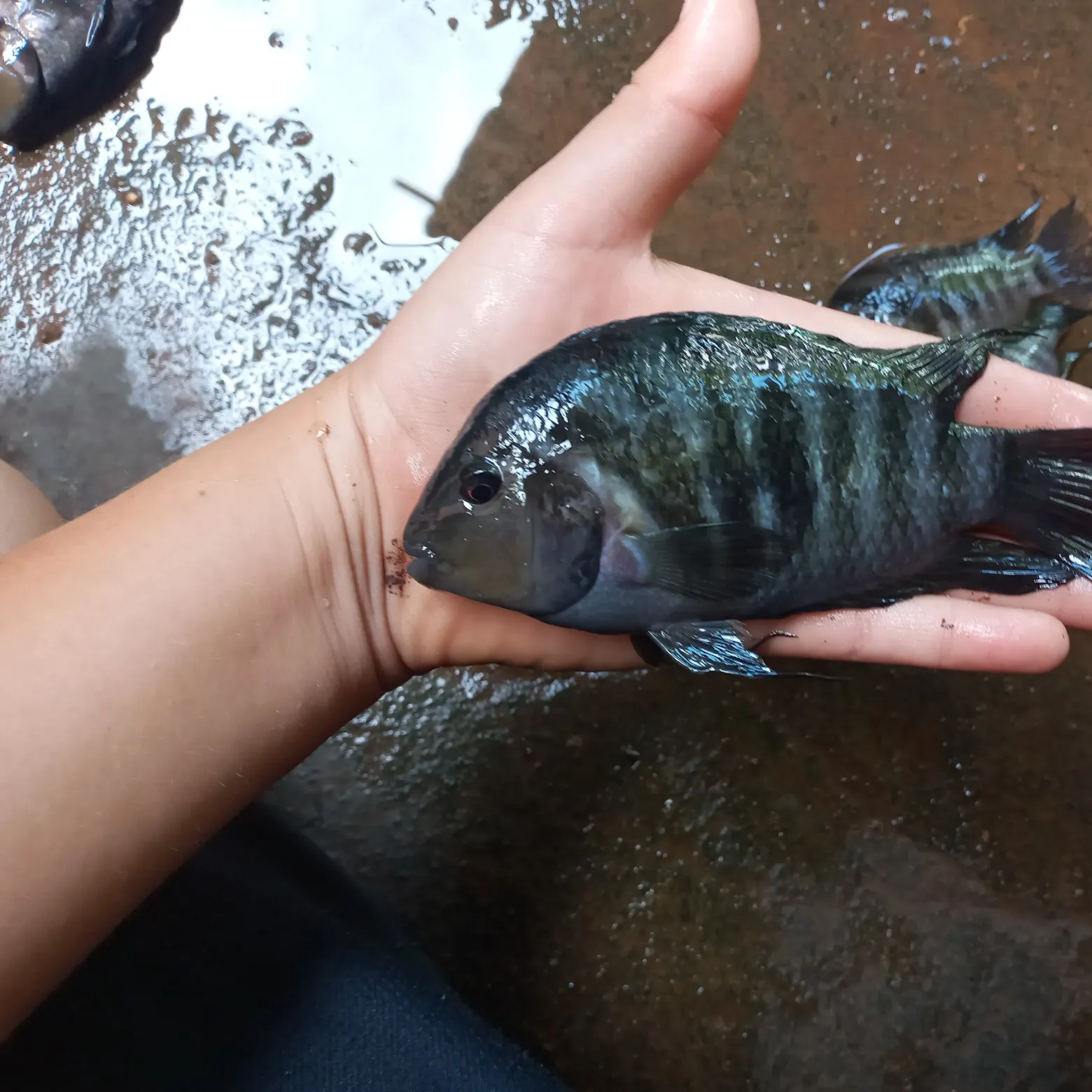 angler catch